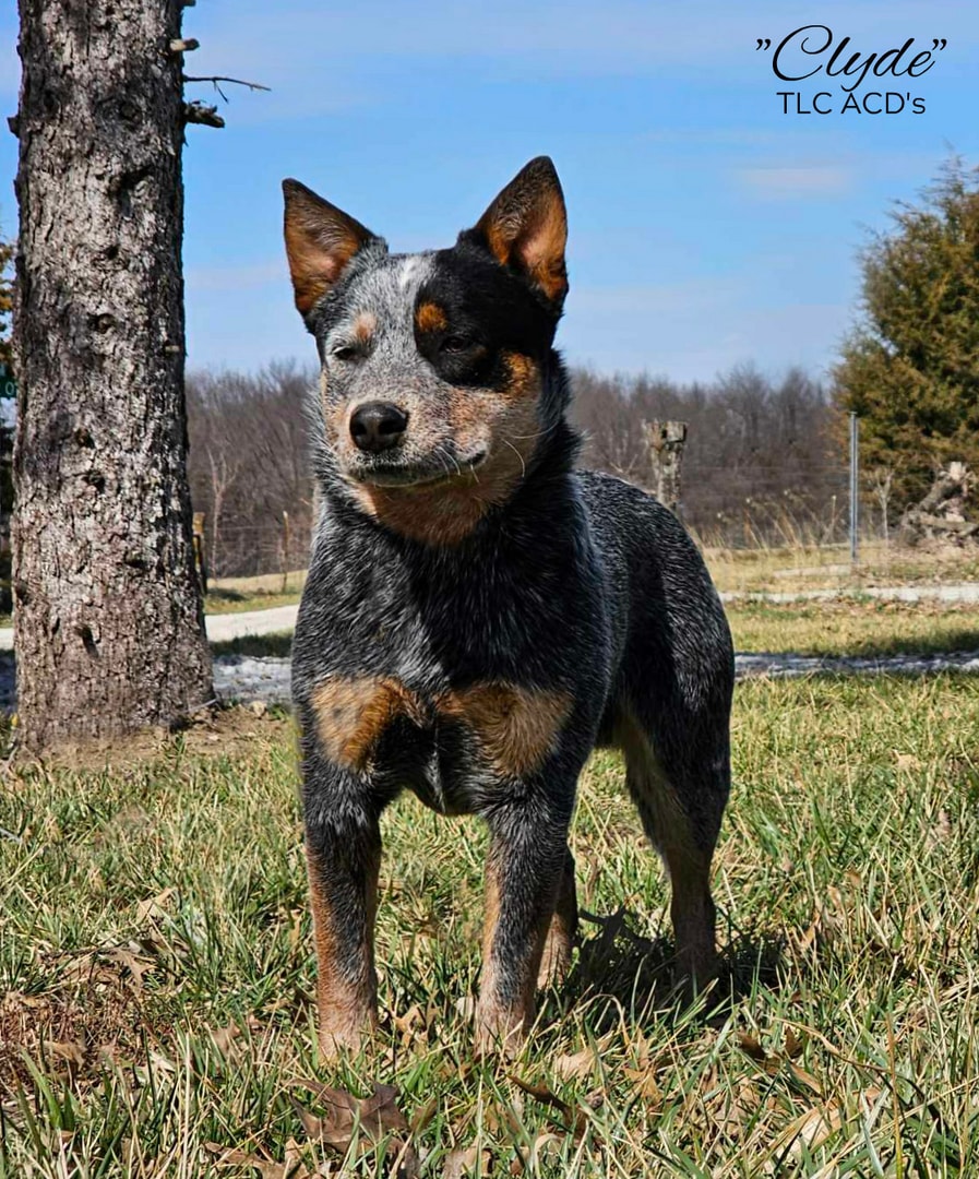 AKC CH TLC'S Runnin The Countryside