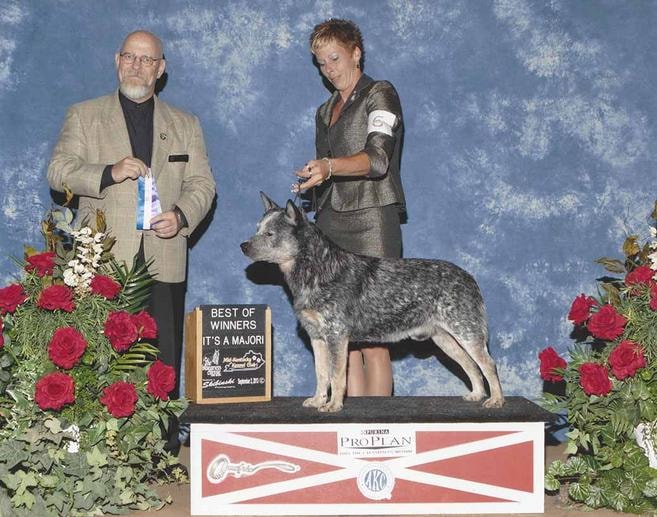 AKC CH Clearridge Outback Dinkum