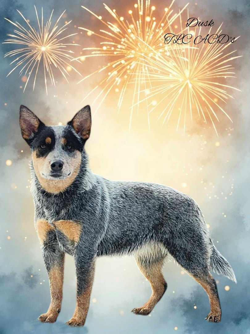 AKC CH TLC's Runnin The Night Express