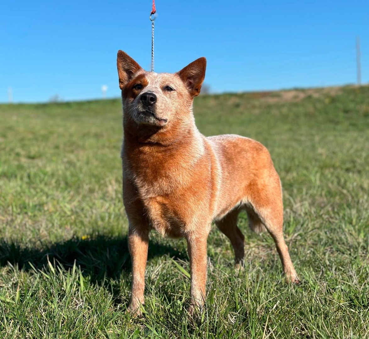 AKC CH TLC's Keys To The Kingdom