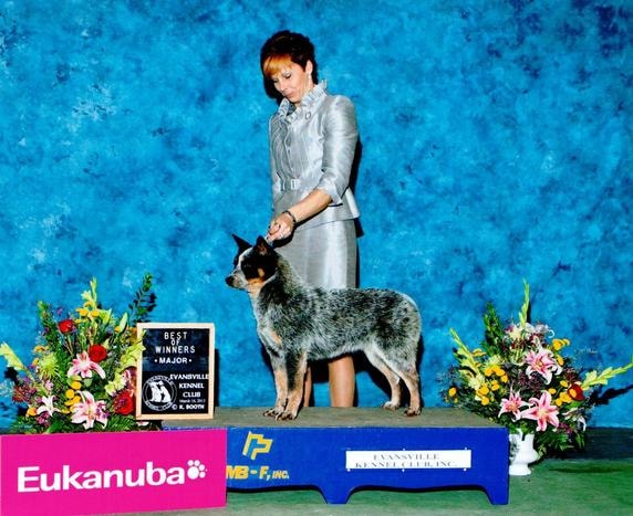 AKC CH TLC's Shome How To Cross That Line
