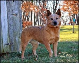 AKC CH Zoey