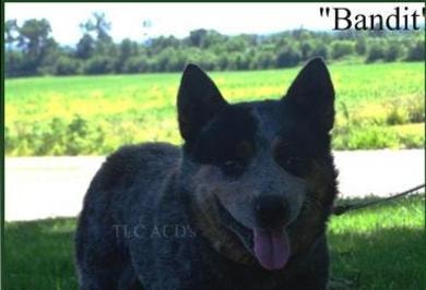 Bandit