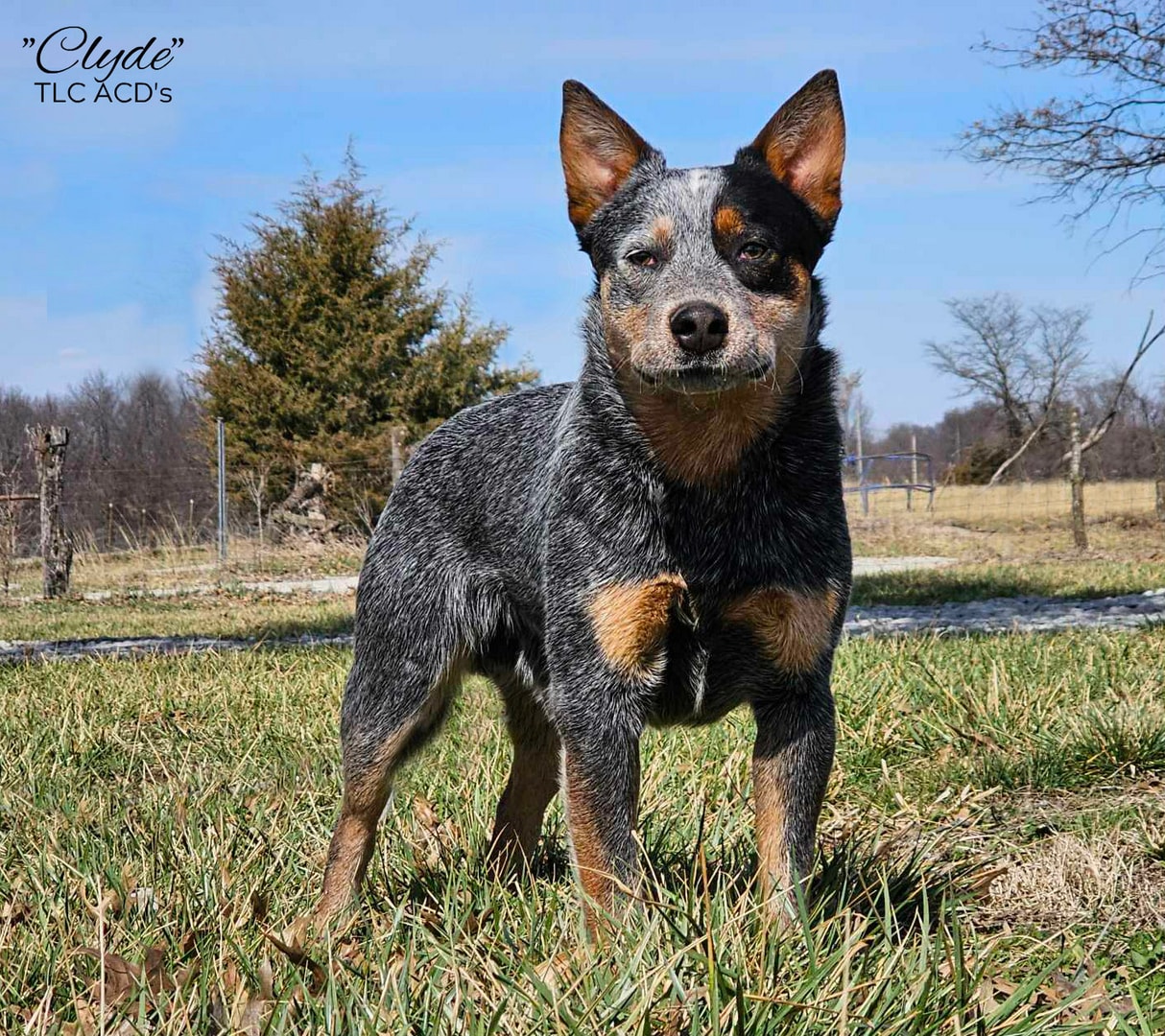 Clyde — TLC's Runnin The Countryside