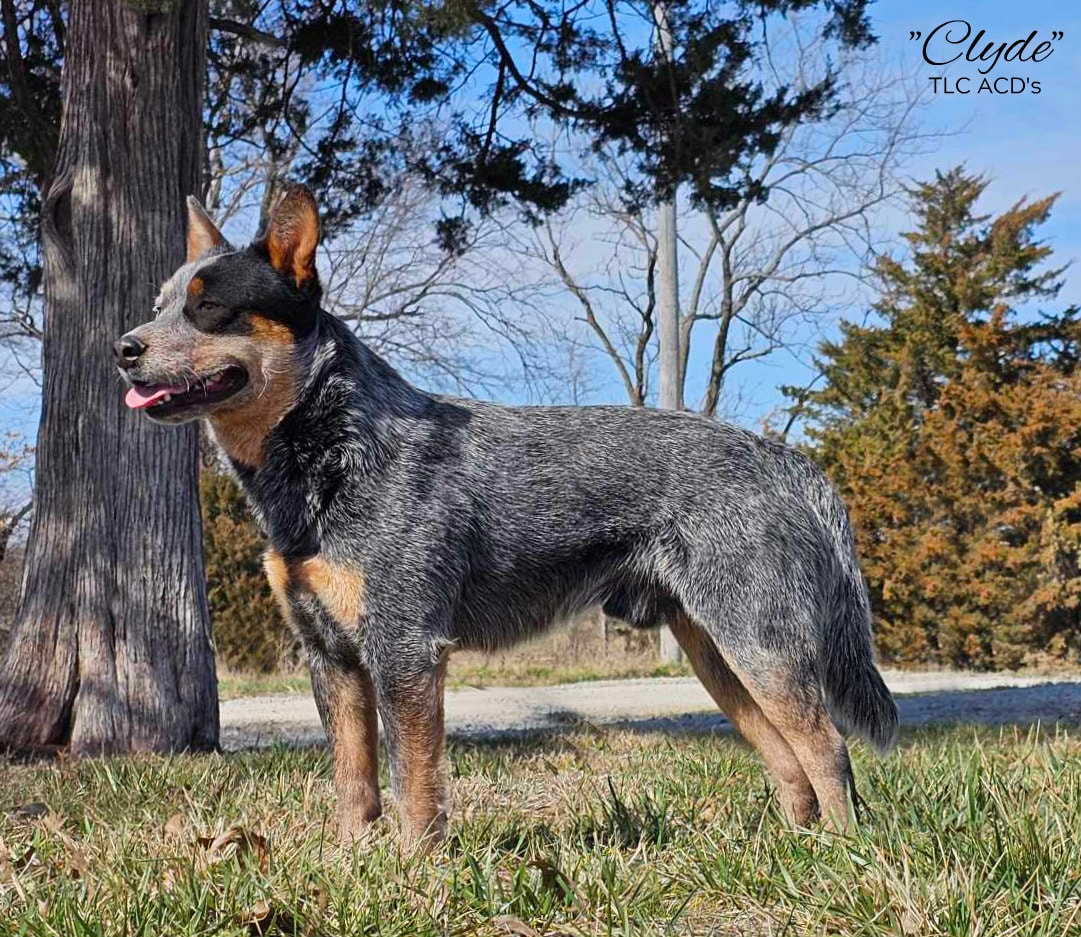Clyde — TLC's Runnin The Countryside