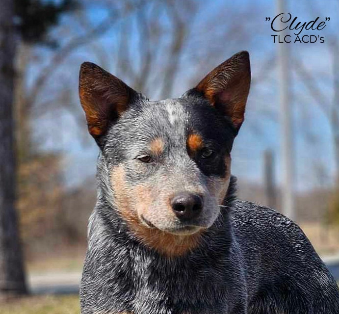 Clyde — TLC's Runnin The Countryside
