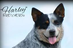 Harley