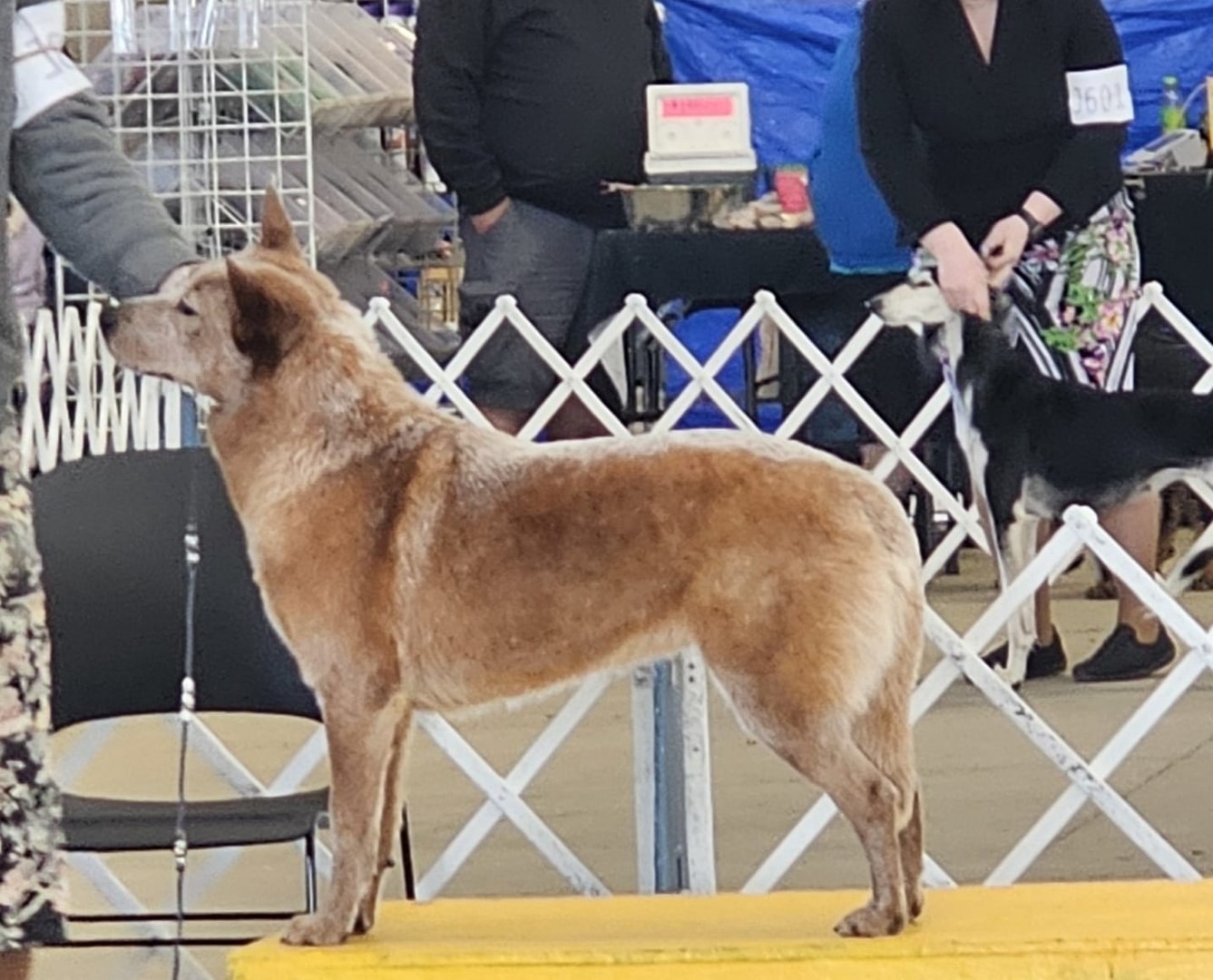 Keys — AKC GCh Fullmoon's Girl On Fire At TLC