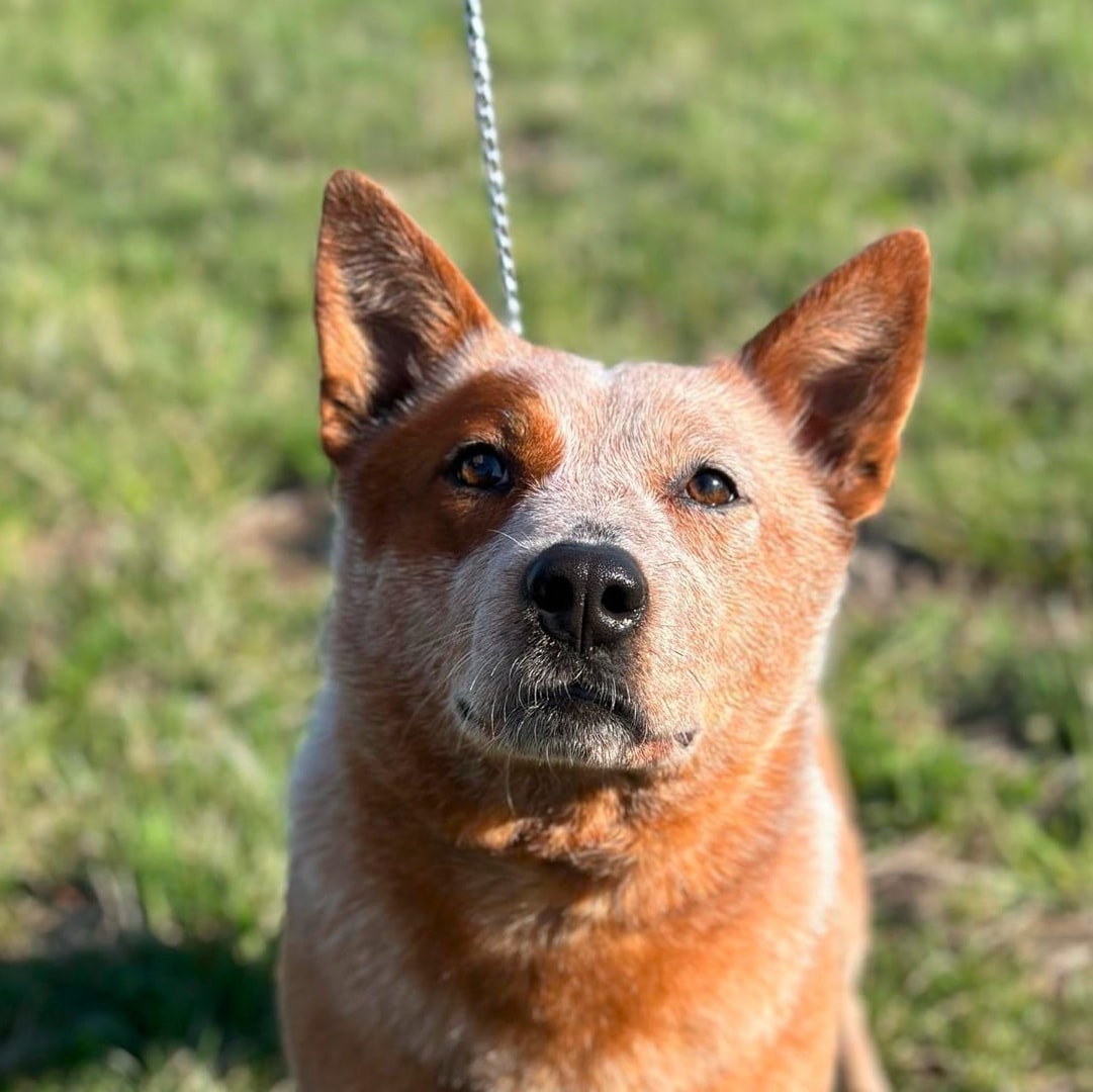 Keys — AKC GCh Fullmoon's Girl On Fire At TLC