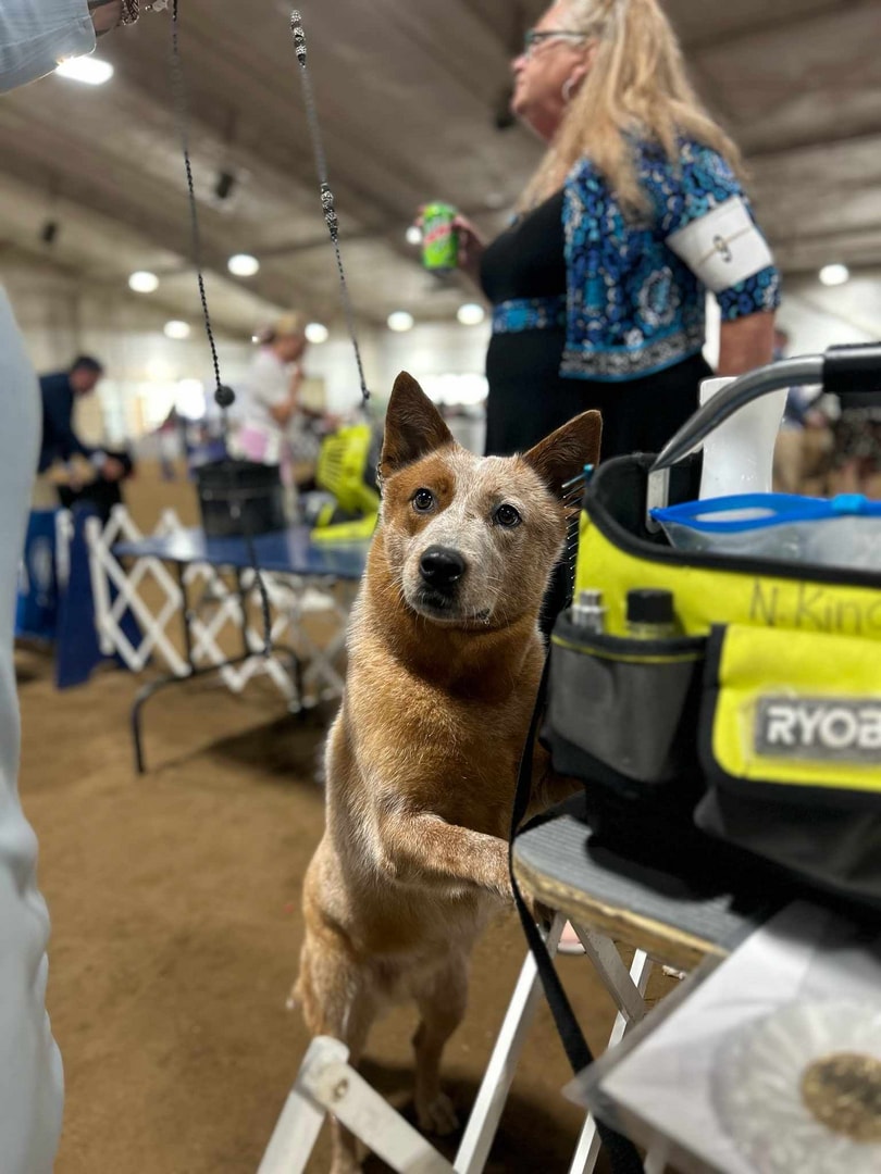 Keys — AKC GCh Fullmoon's Girl On Fire At TLC