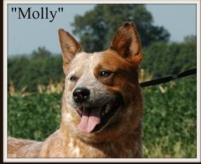 Molly — AKC CH Molly