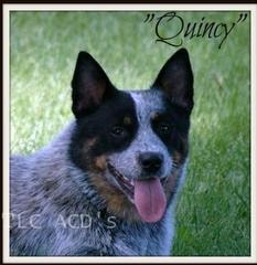 Quincy — AKC CH TLC's Shome How To Cross That Line