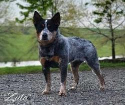 Zula