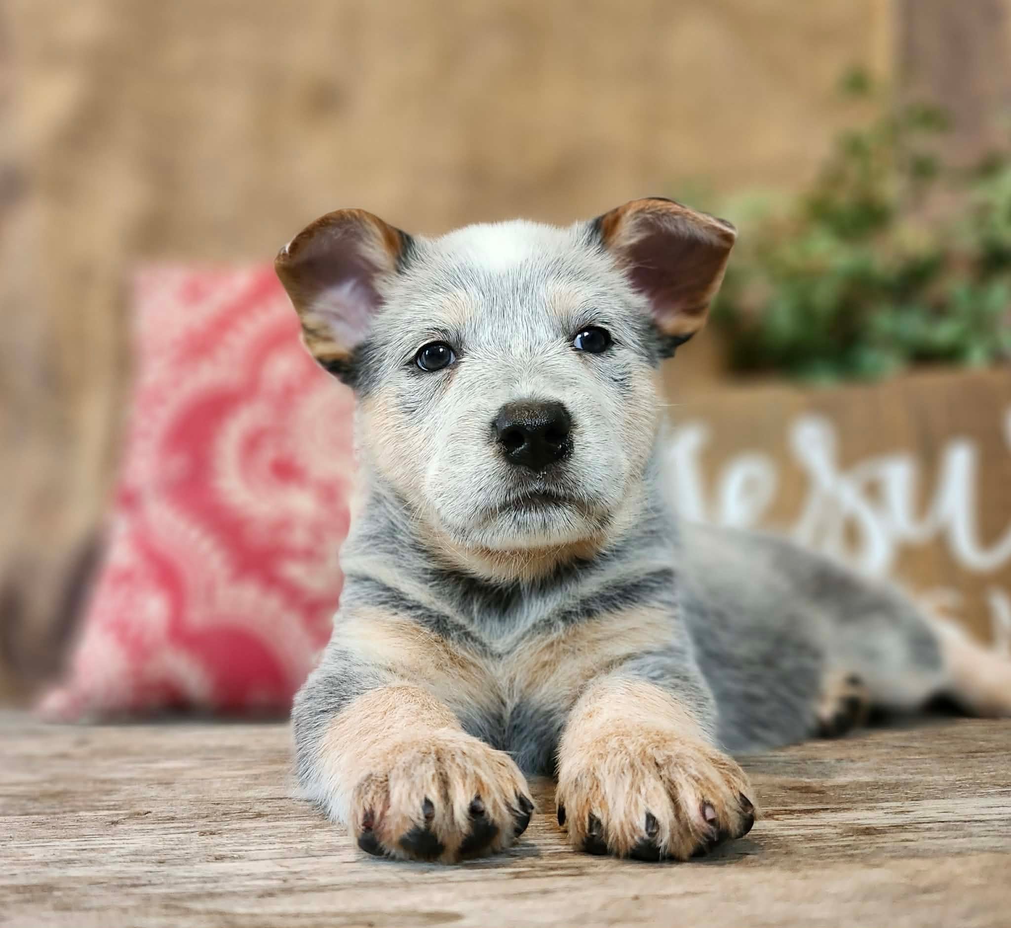 Bugs — male ACD puppy