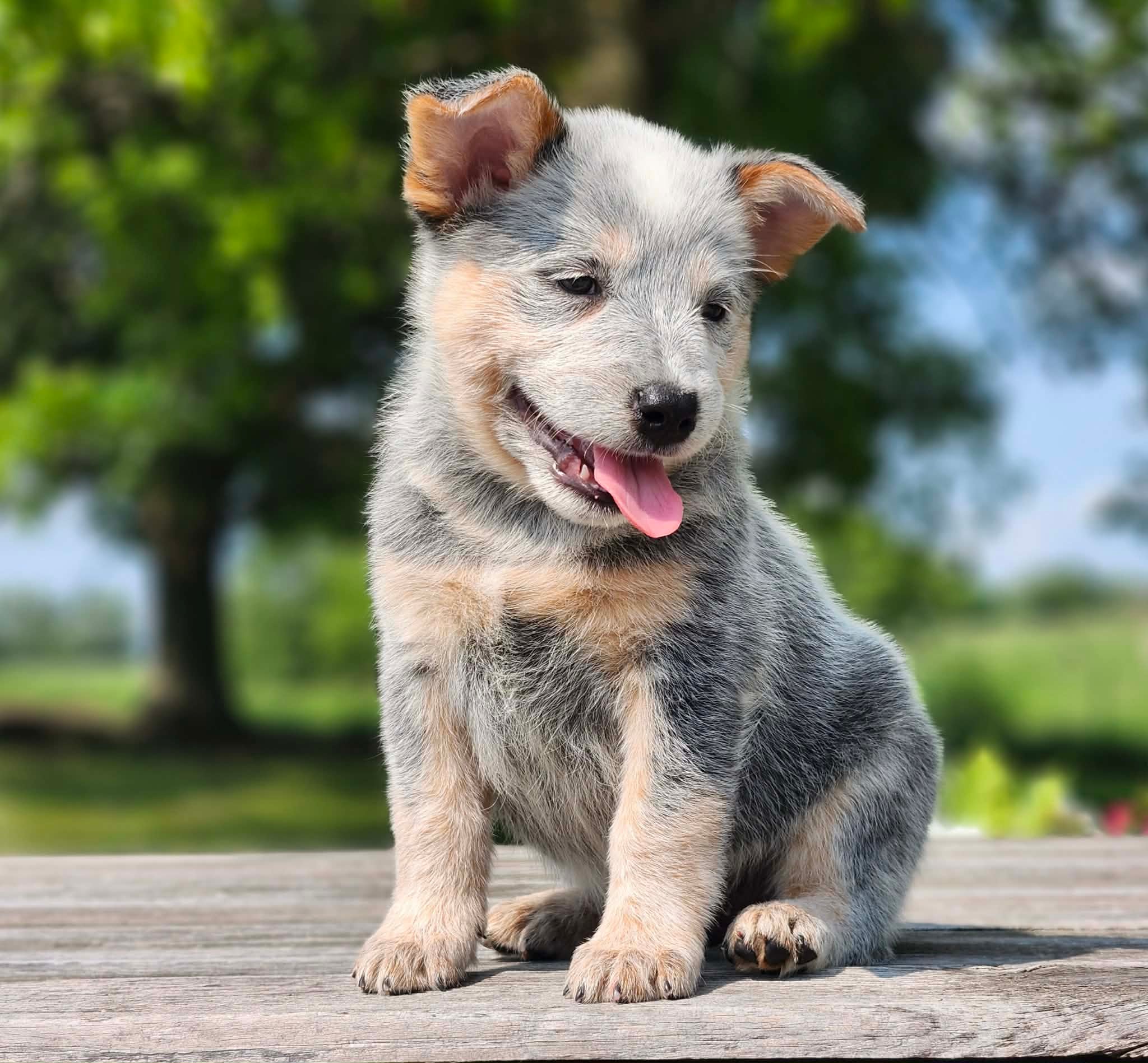 Bugs — male ACD puppy