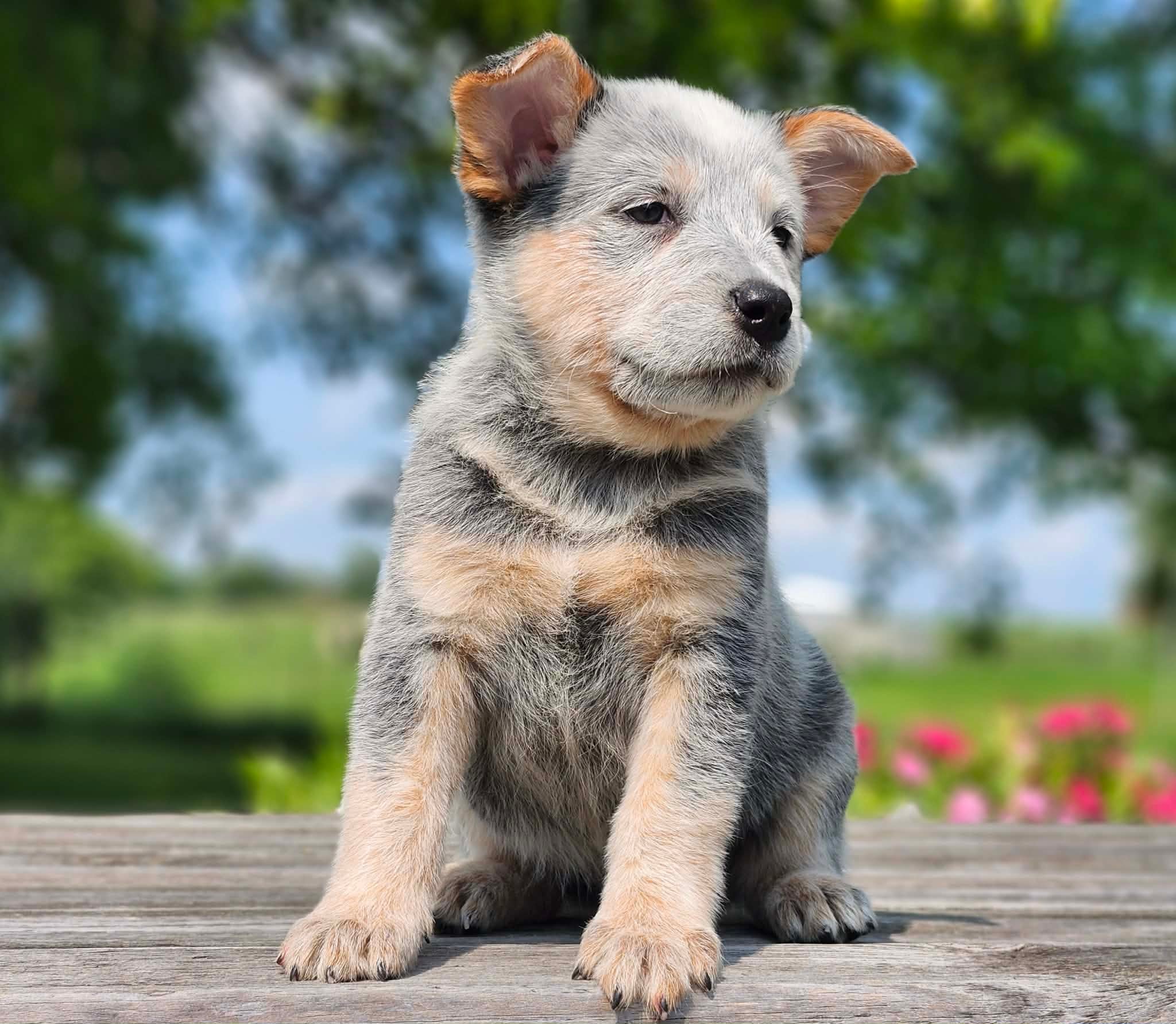 Bugs — male ACD puppy