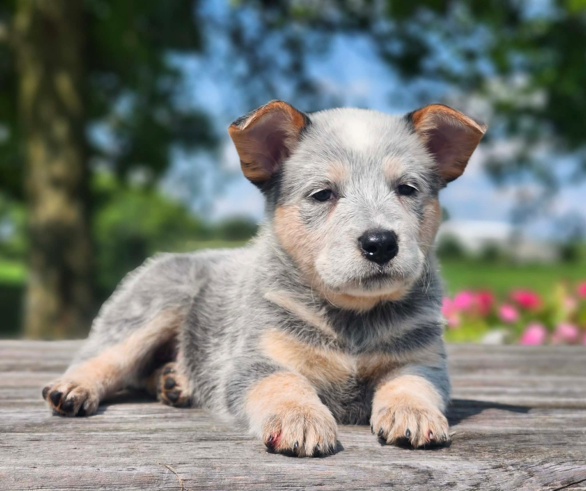 Bugs — male ACD puppy