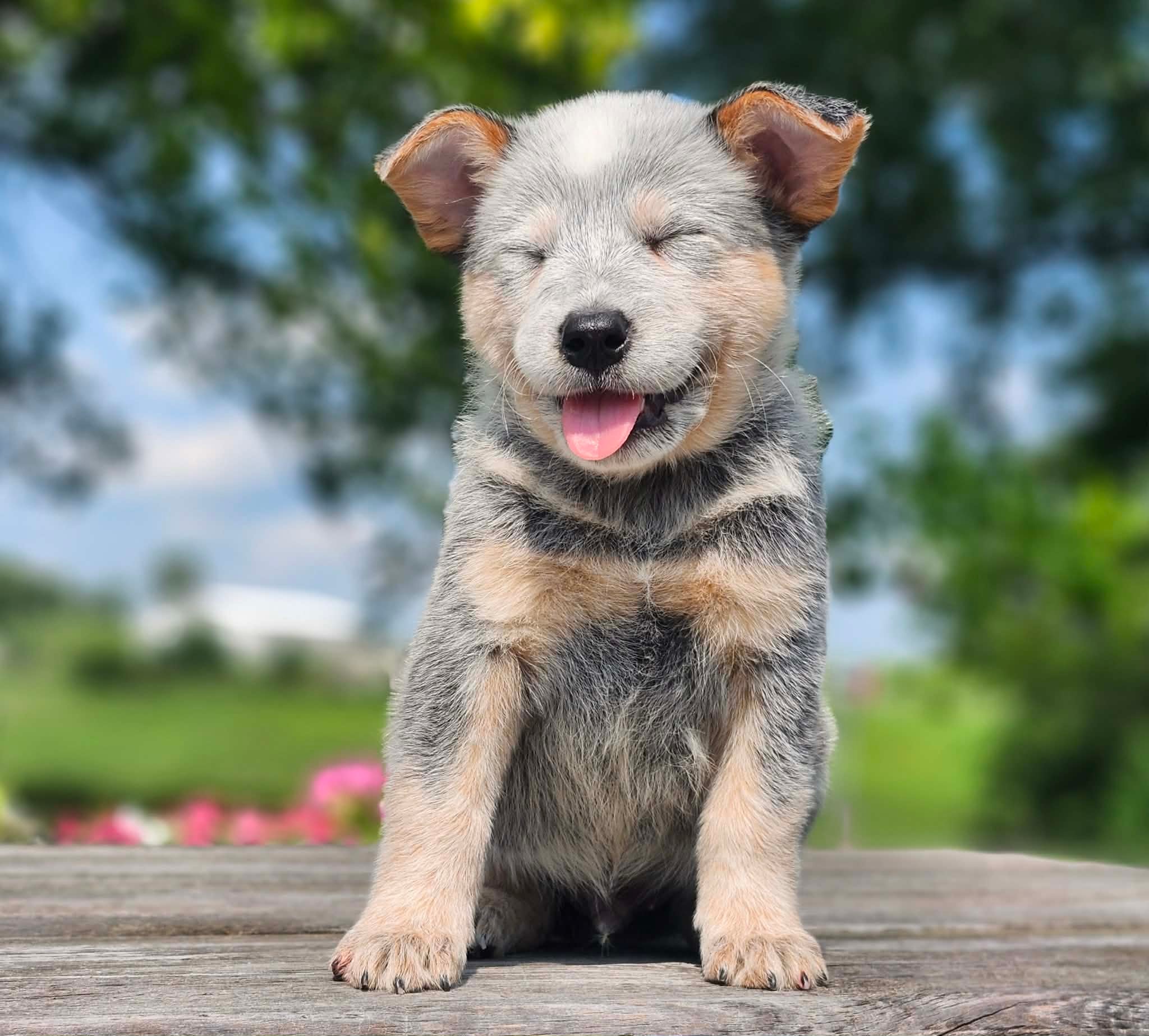 Bugs — male ACD puppy