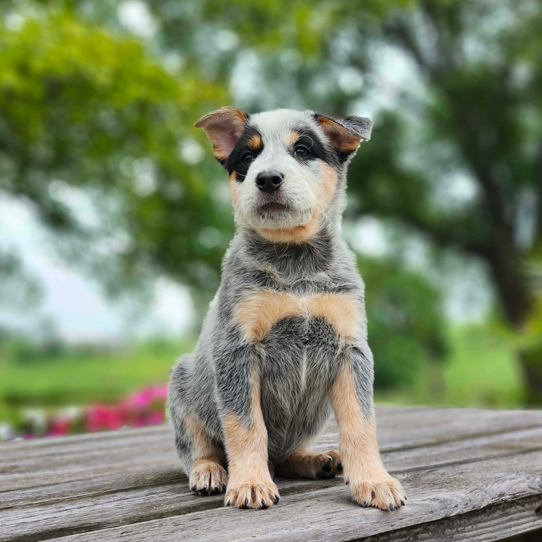 Leaf — male ACD puppy