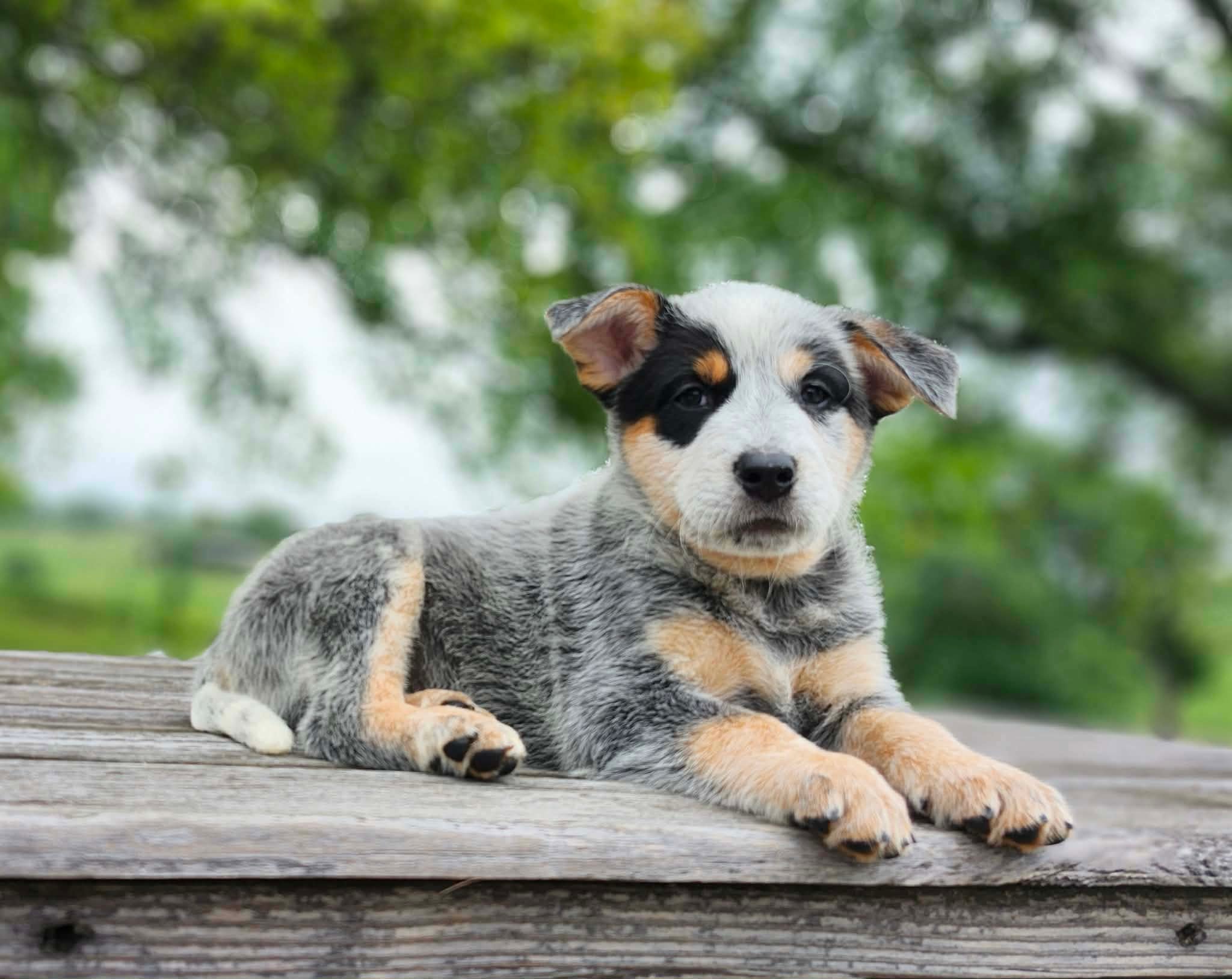 Leaf — male ACD puppy