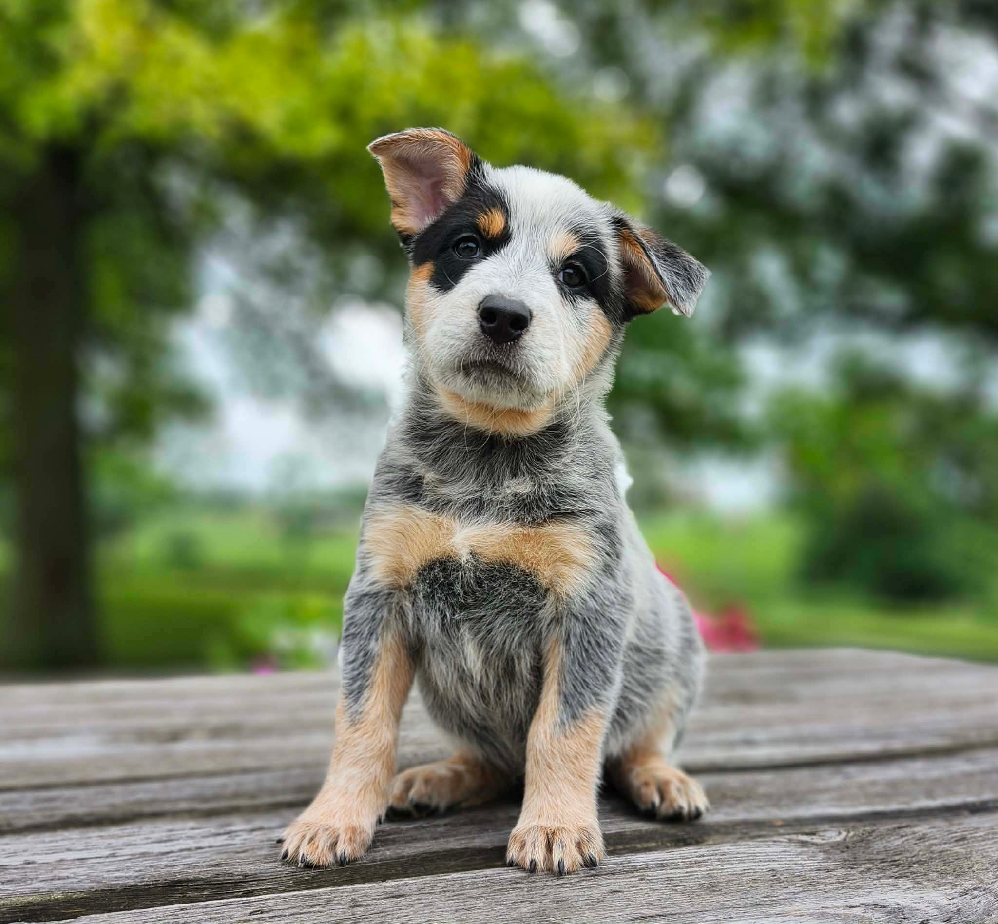 Leaf — male ACD puppy
