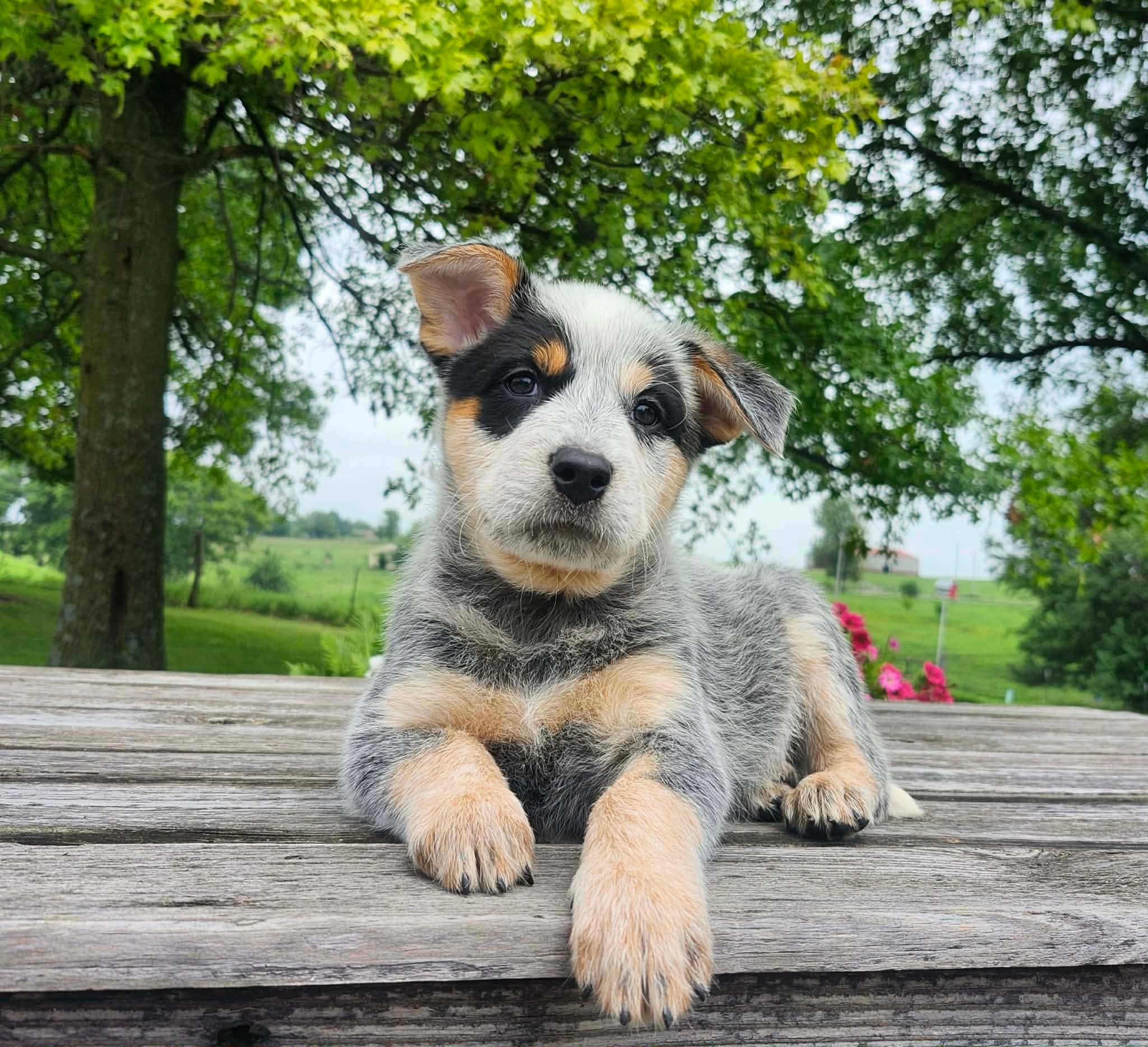 Leaf — male ACD puppy