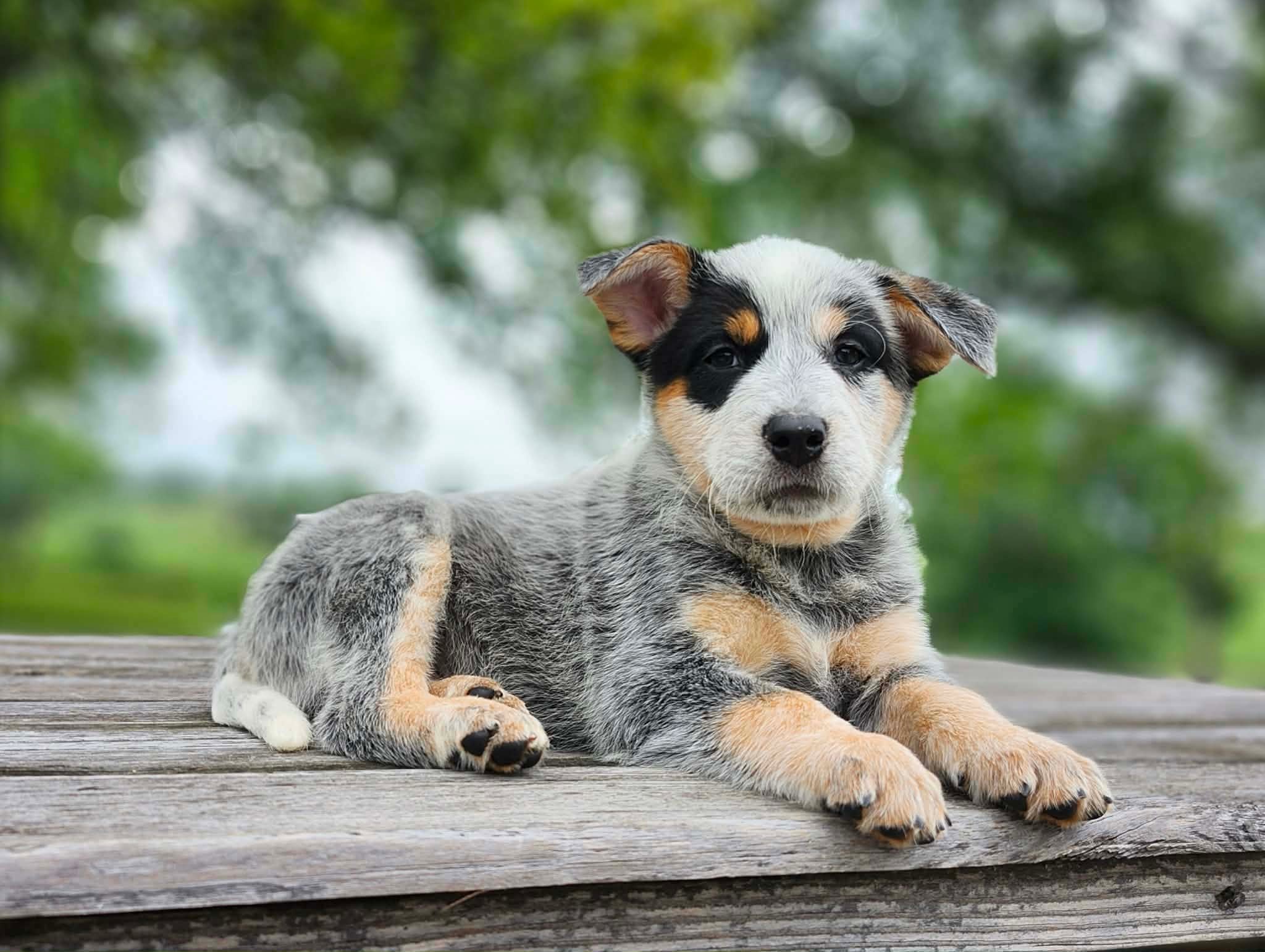 Leaf — male ACD puppy