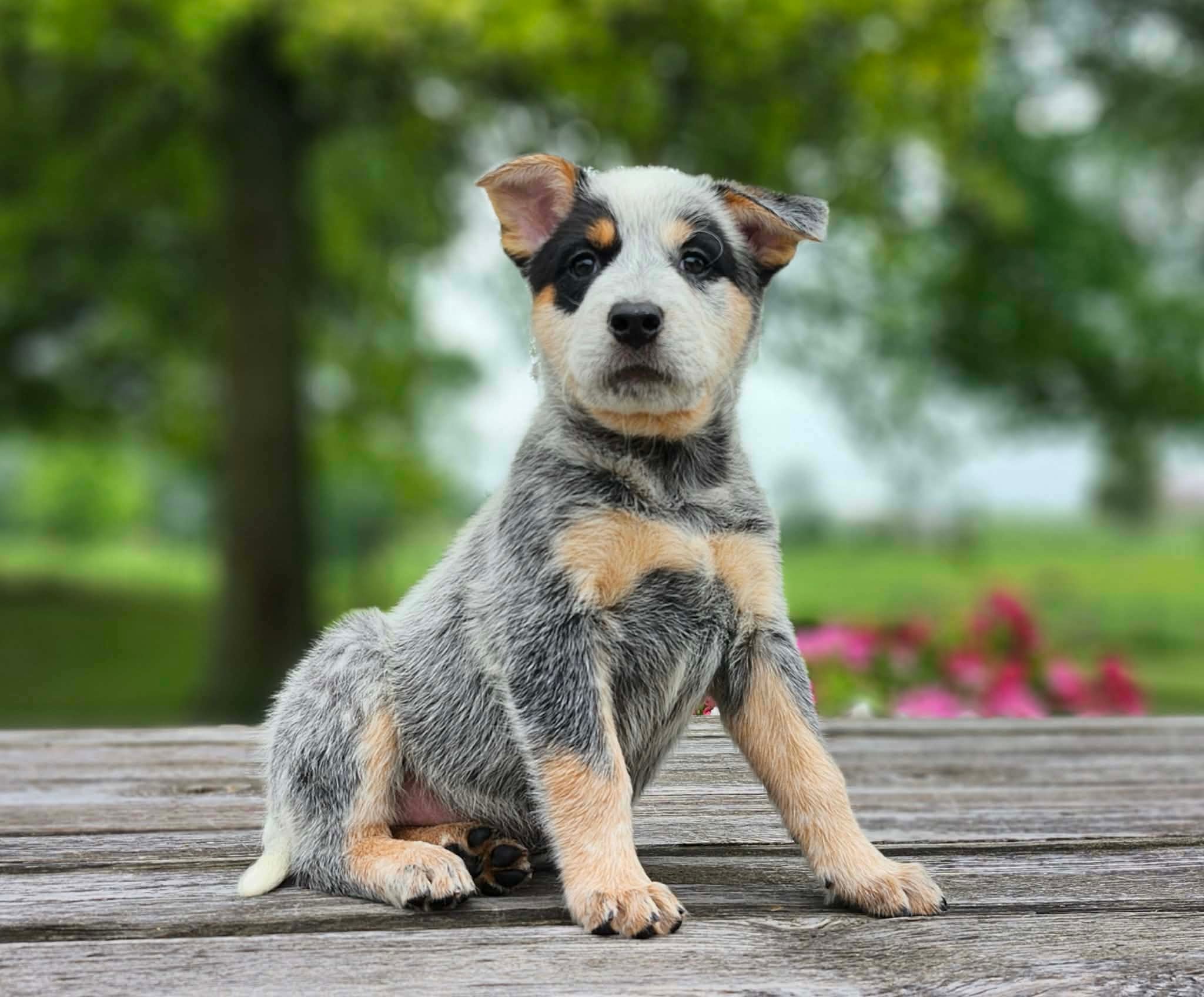 Leaf — male ACD puppy
