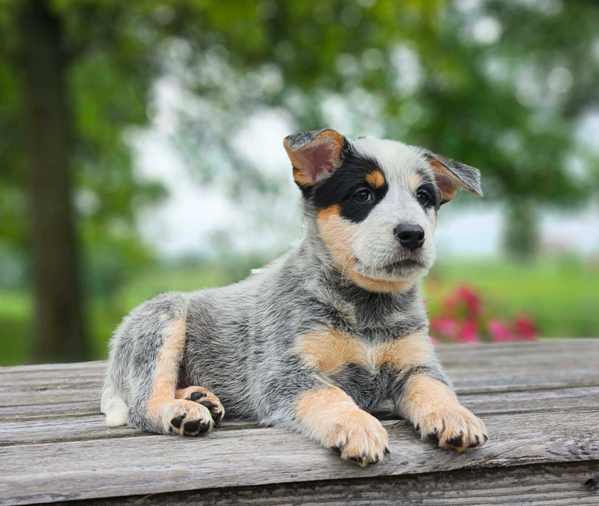 Leaf — male ACD puppy
