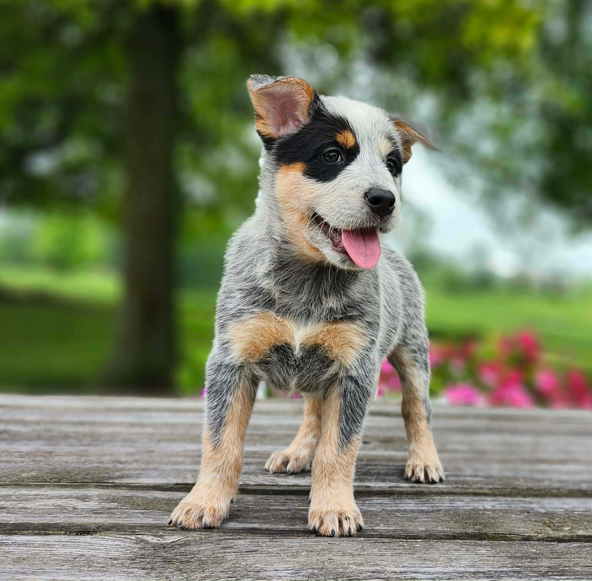 Leaf — male ACD puppy