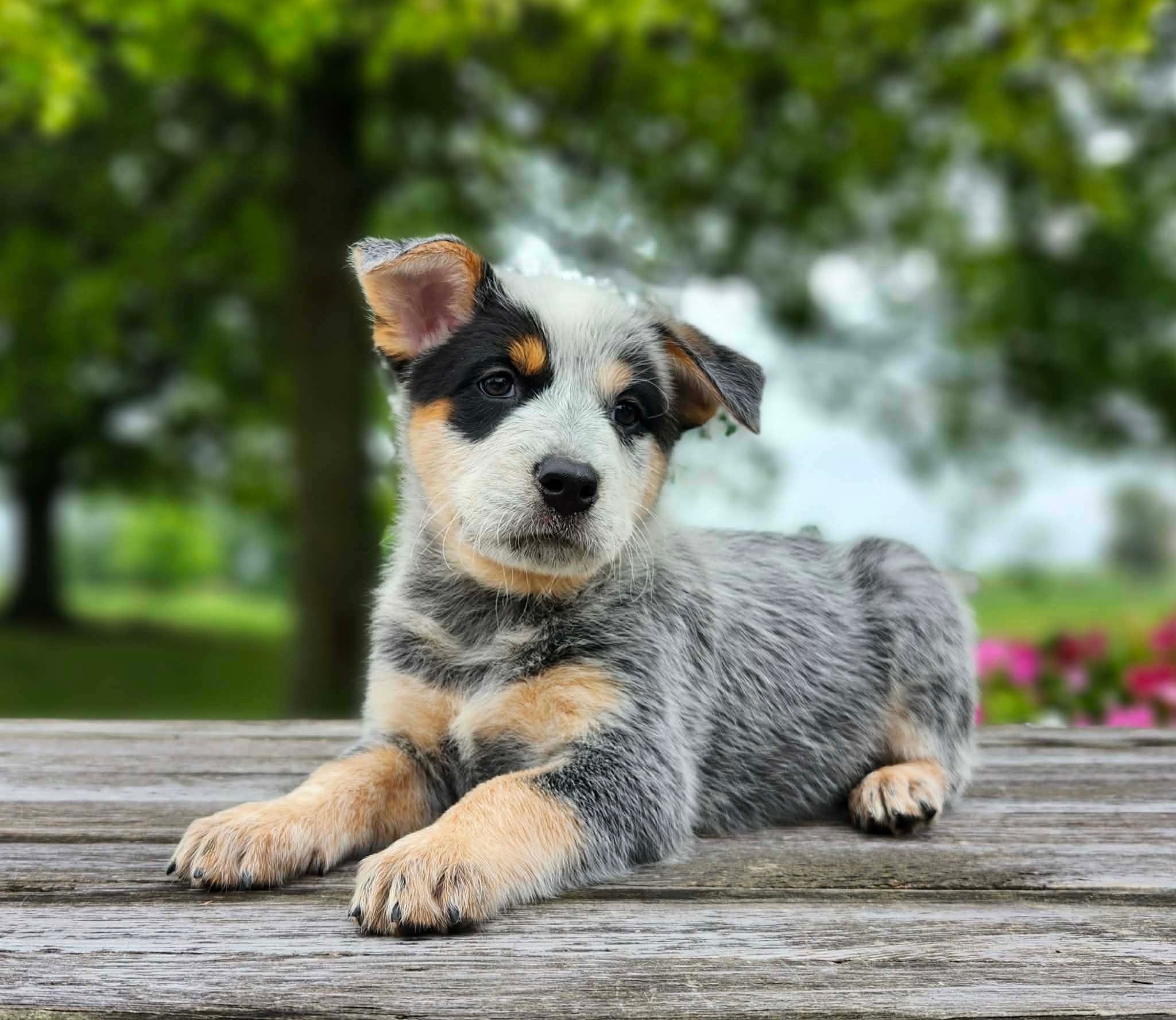 Leaf — male ACD puppy