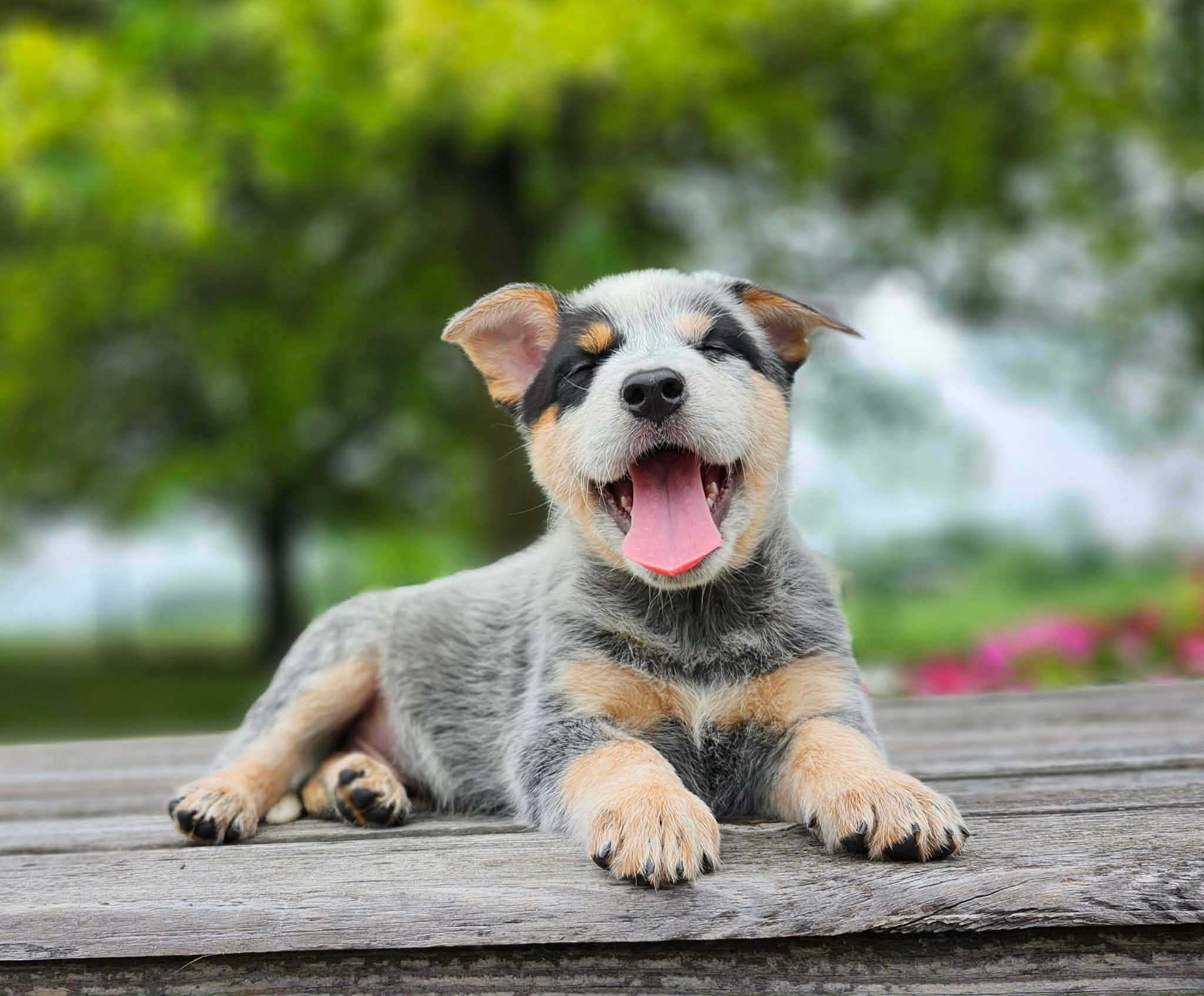Leaf — male ACD puppy