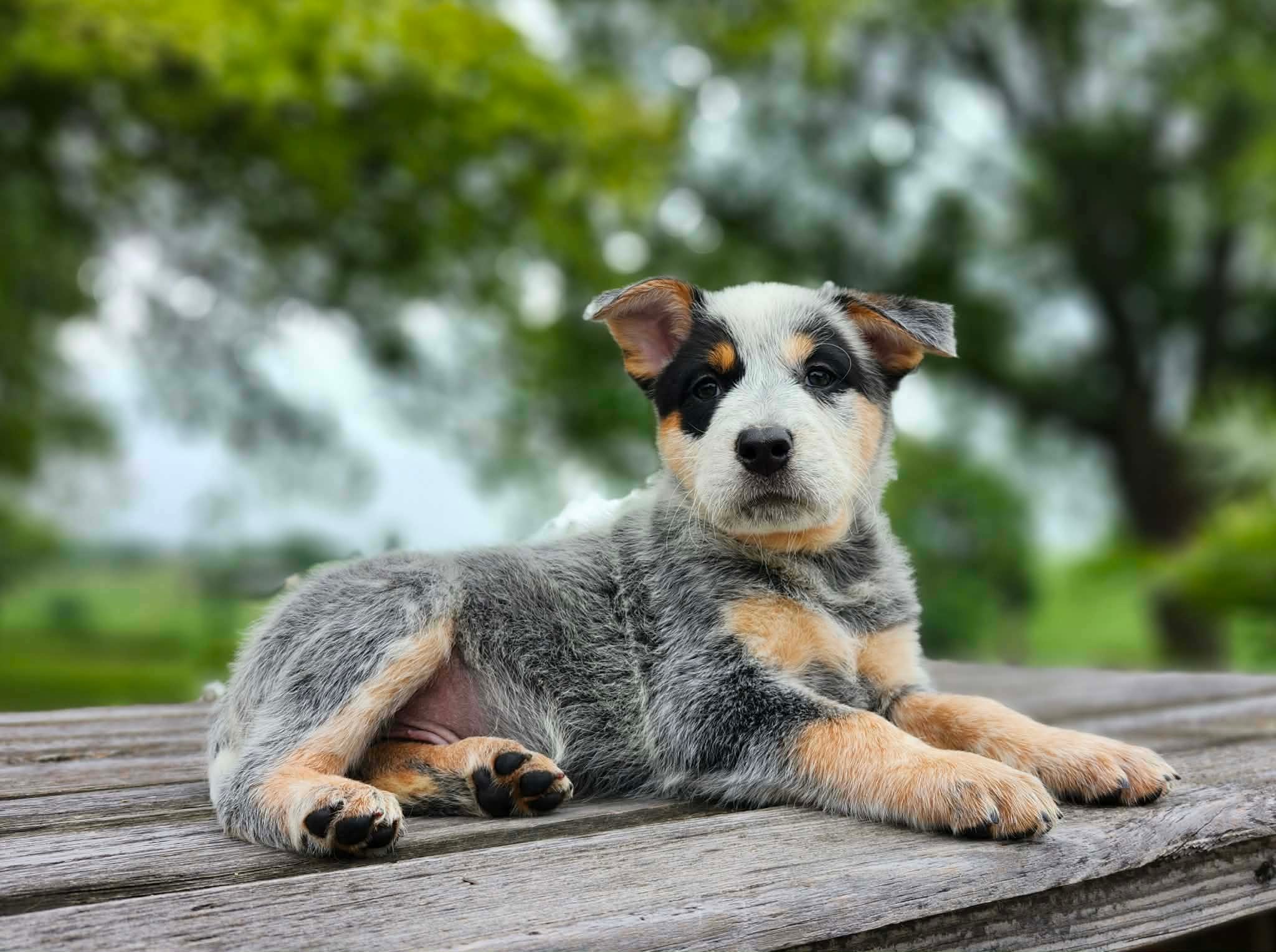Leaf — male ACD puppy
