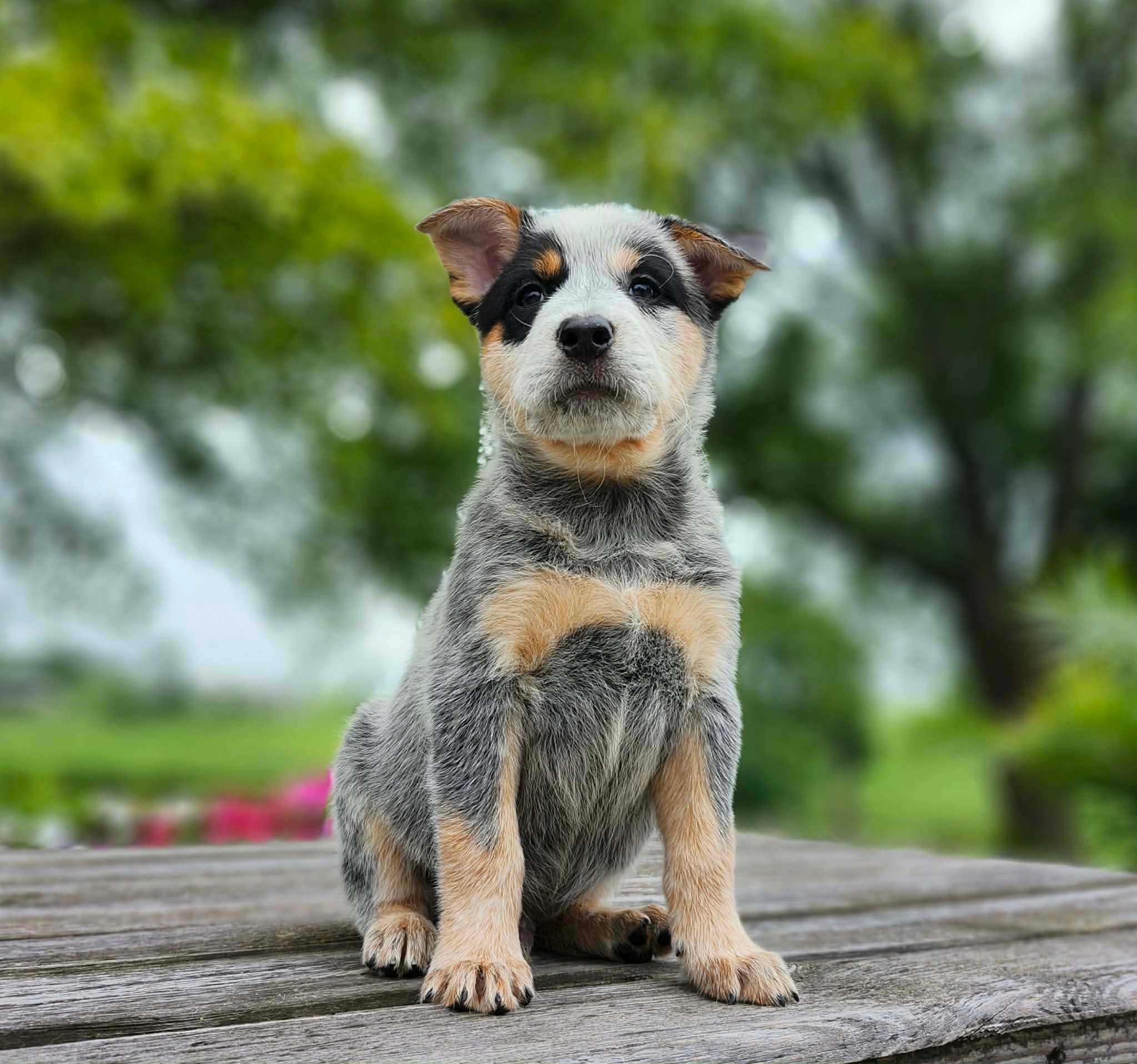 Leaf — male ACD puppy