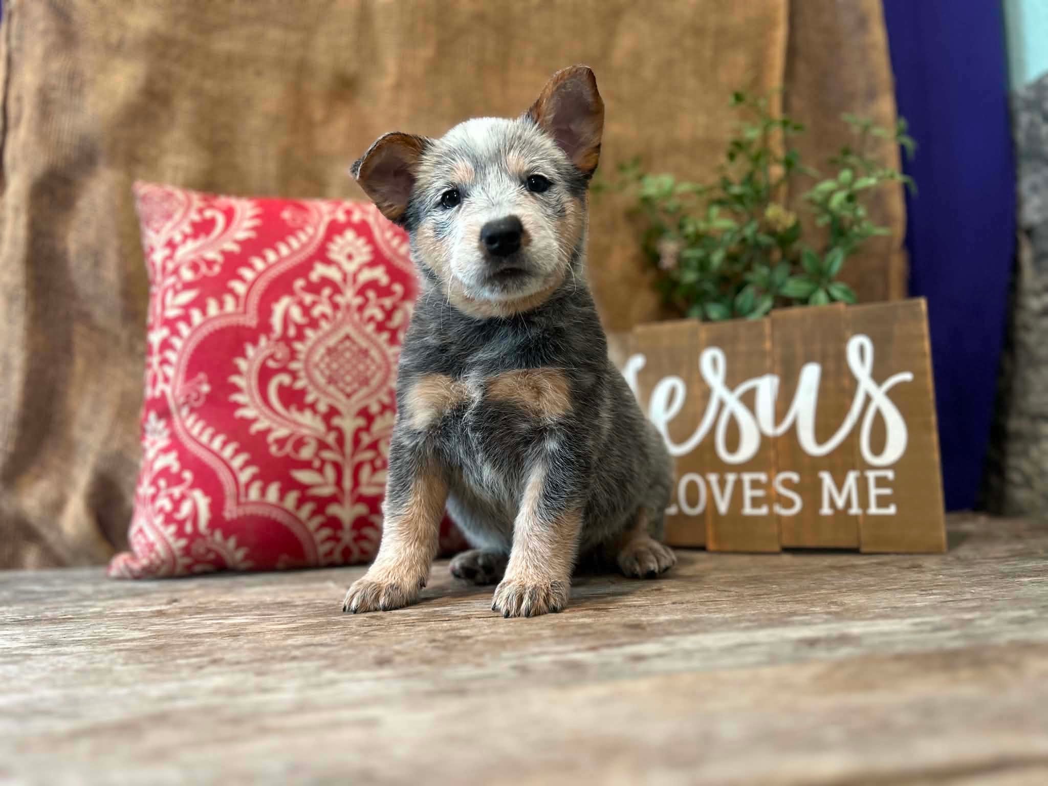 Nugget — male ACD puppy