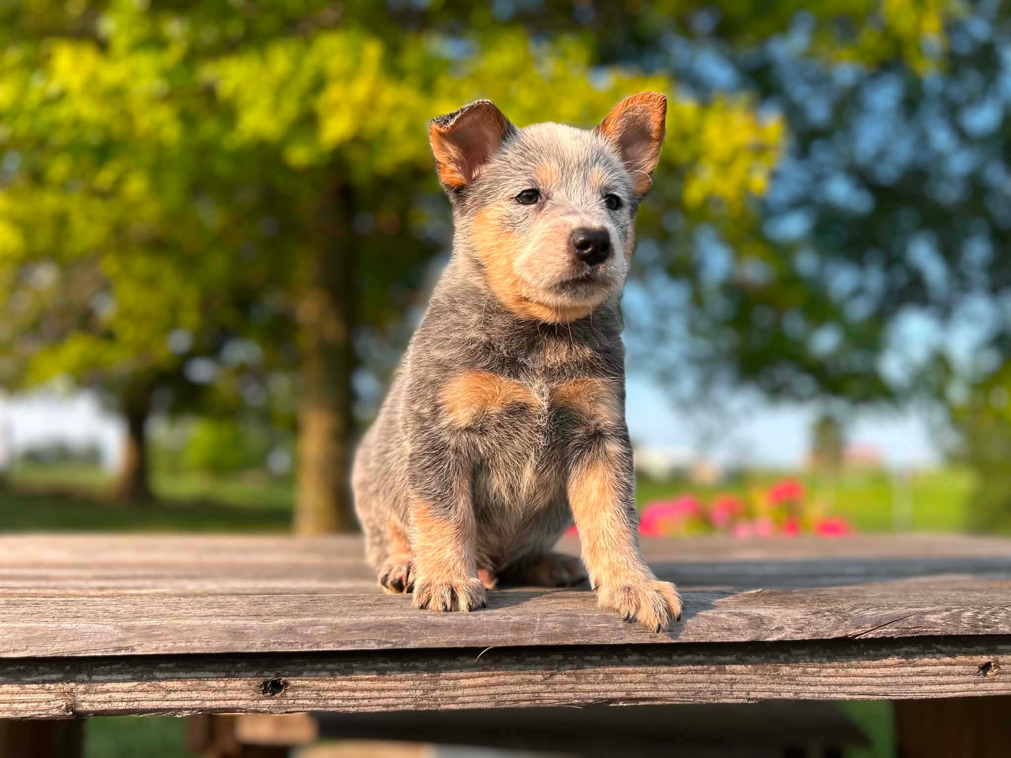 Nugget — male ACD puppy
