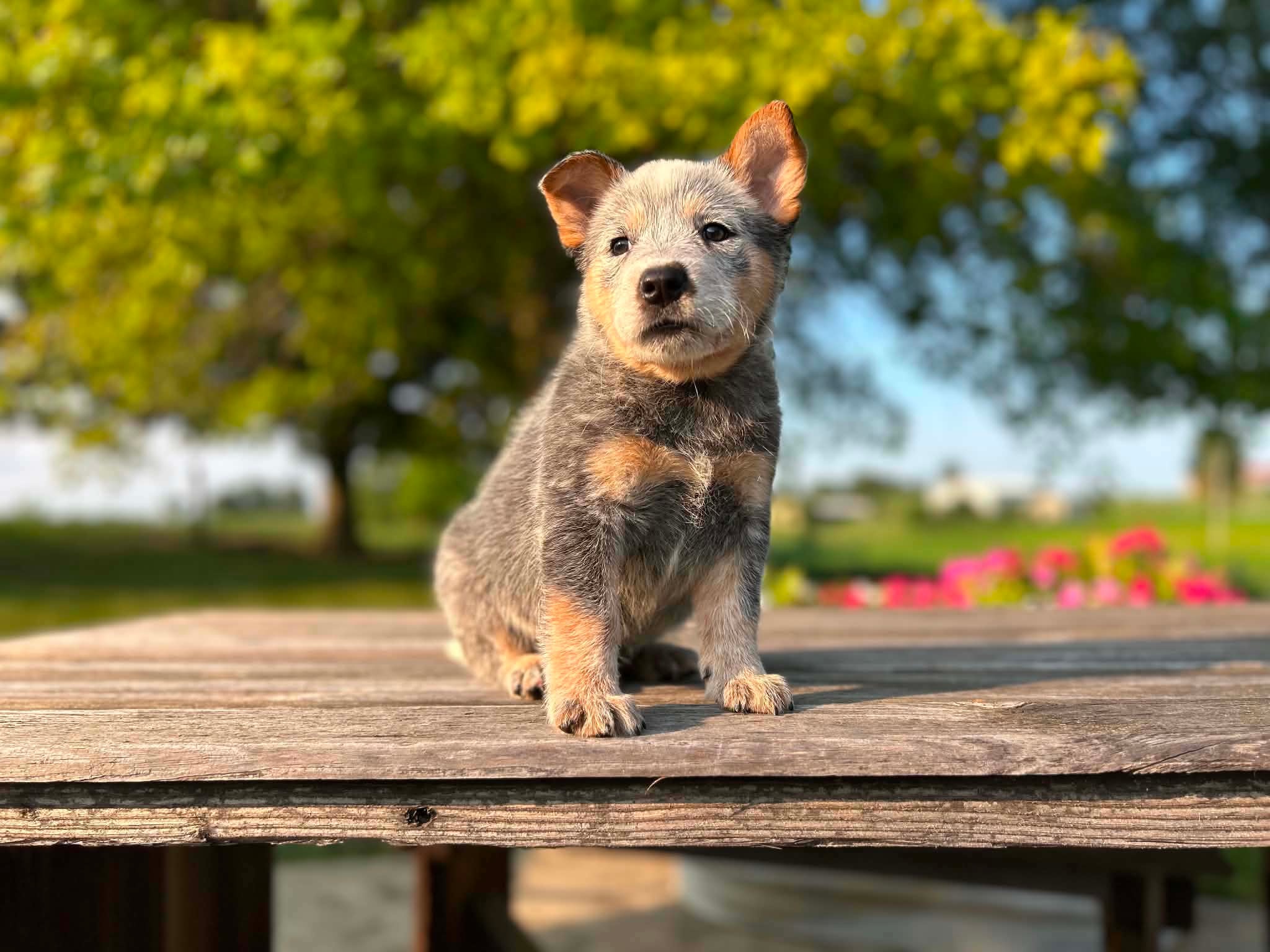 Nugget — male ACD puppy