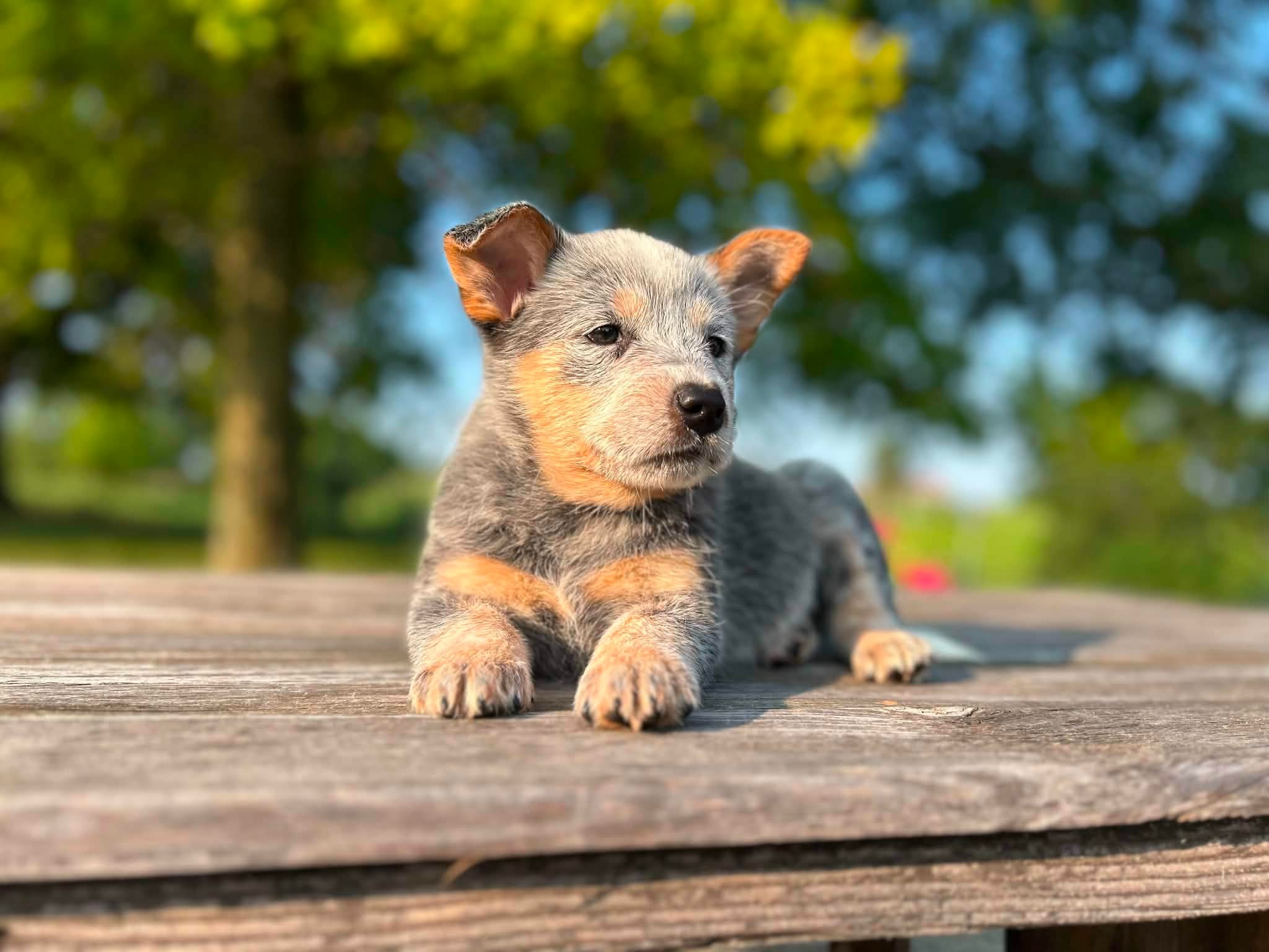 Nugget — male ACD puppy