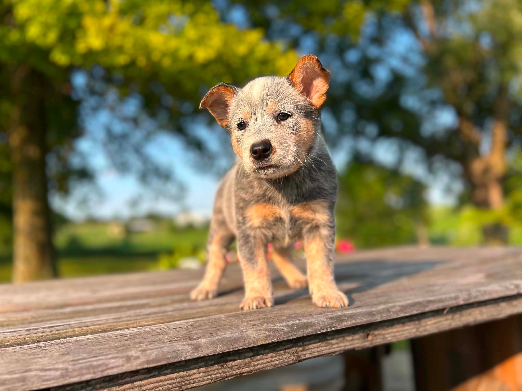 Nugget — male ACD puppy