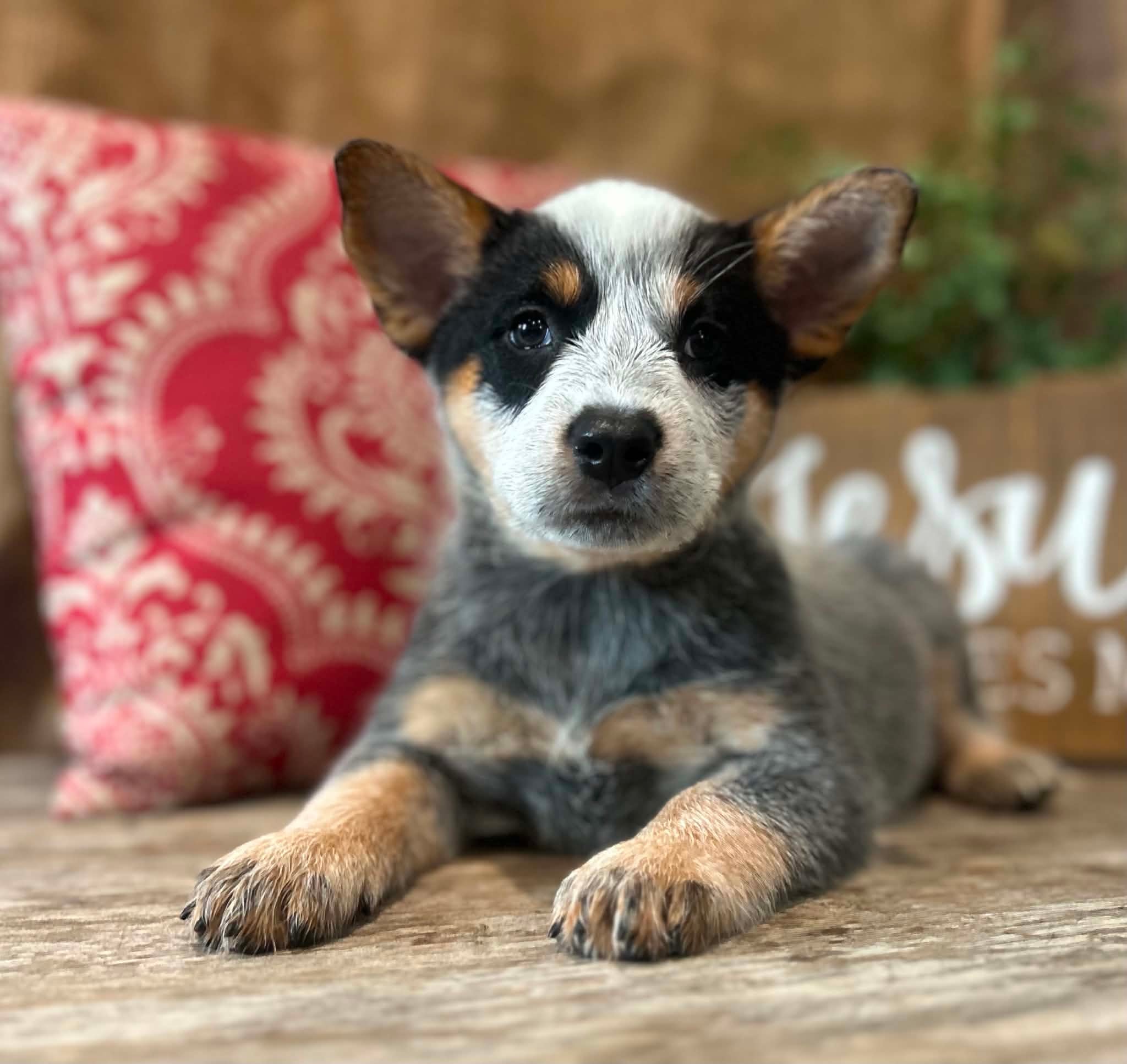Pickles — female ACD puppy