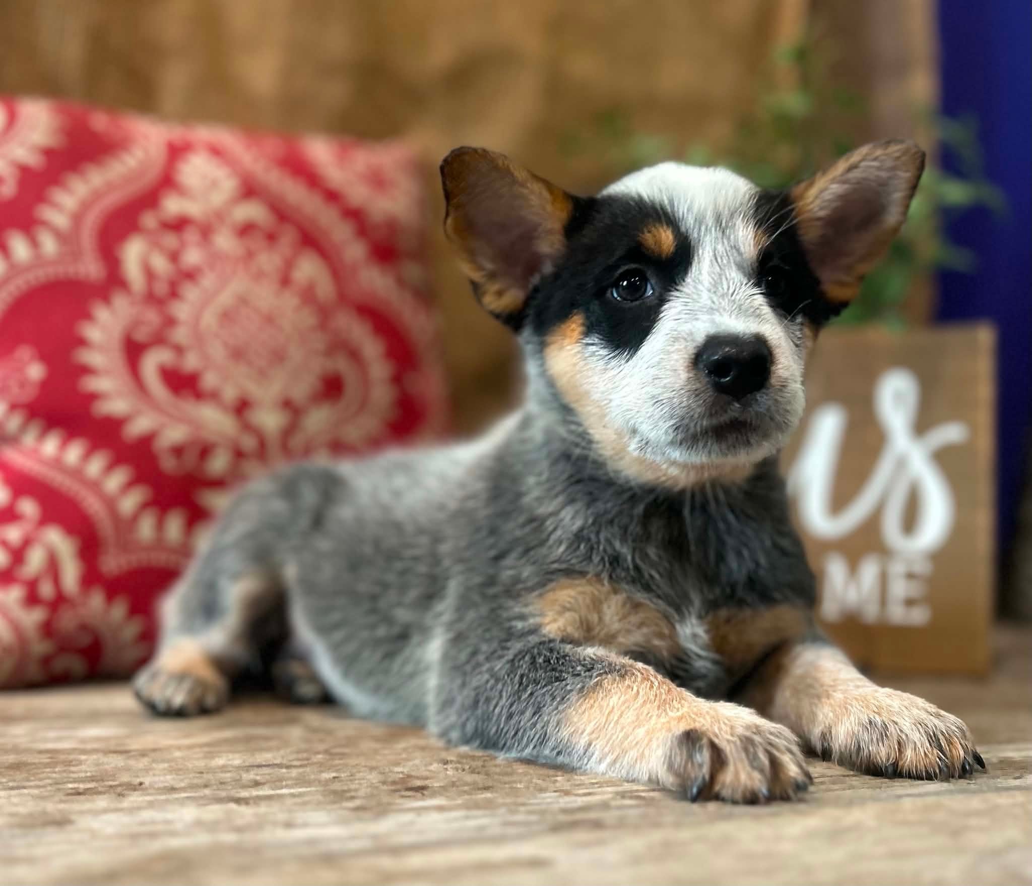 Pickles — female ACD puppy