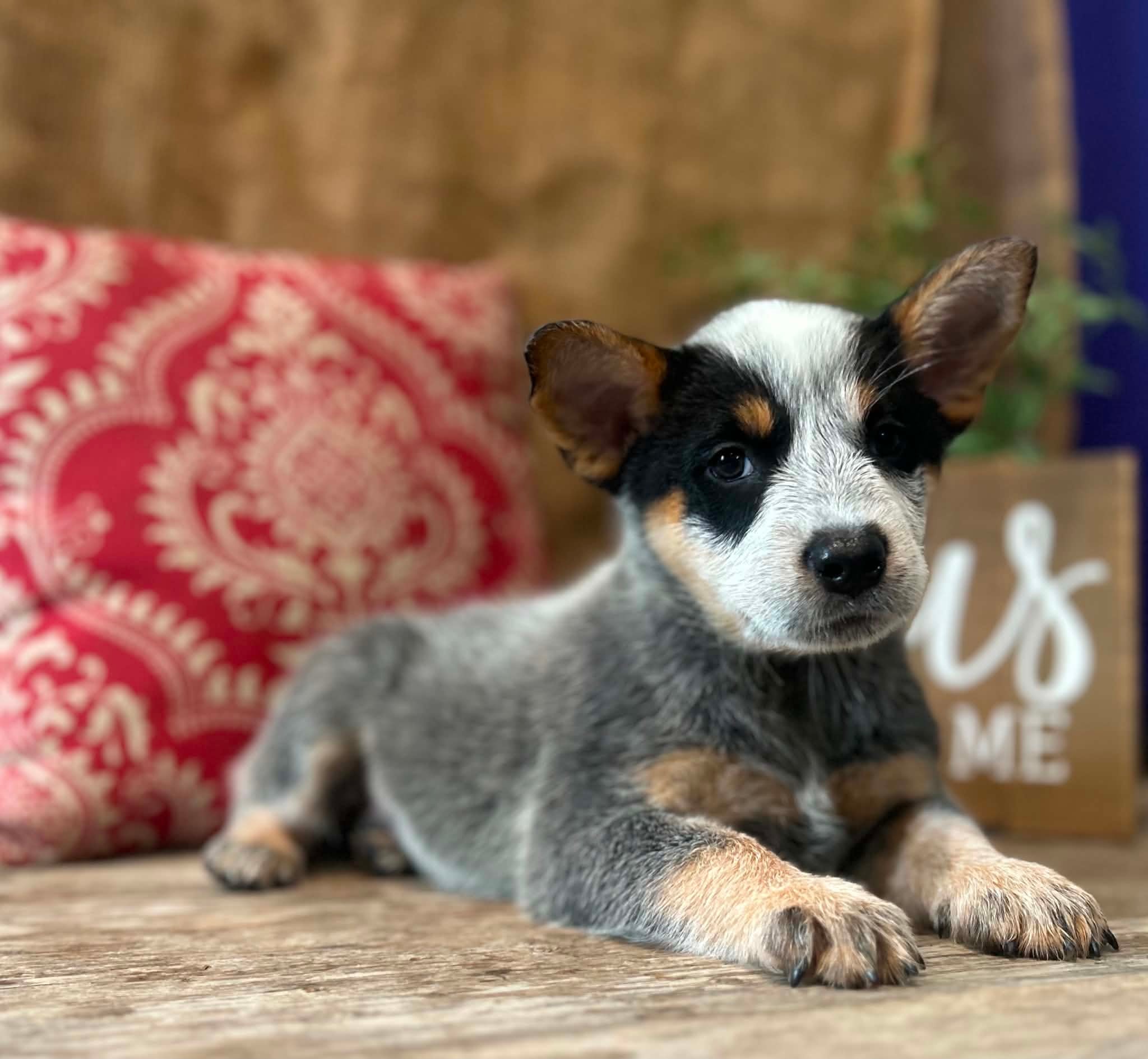 Pickles — female ACD puppy