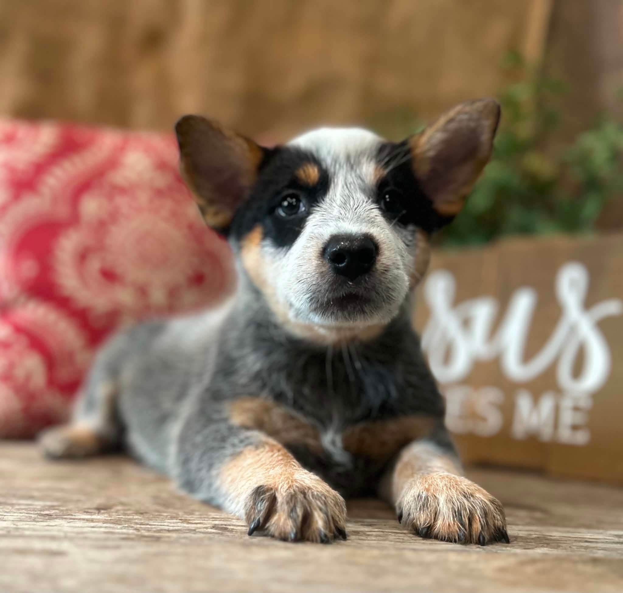 Pickles — female ACD puppy