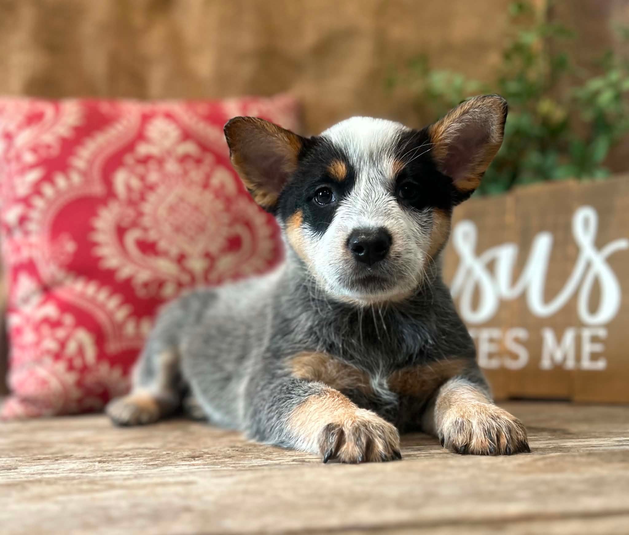 Pickles — female ACD puppy