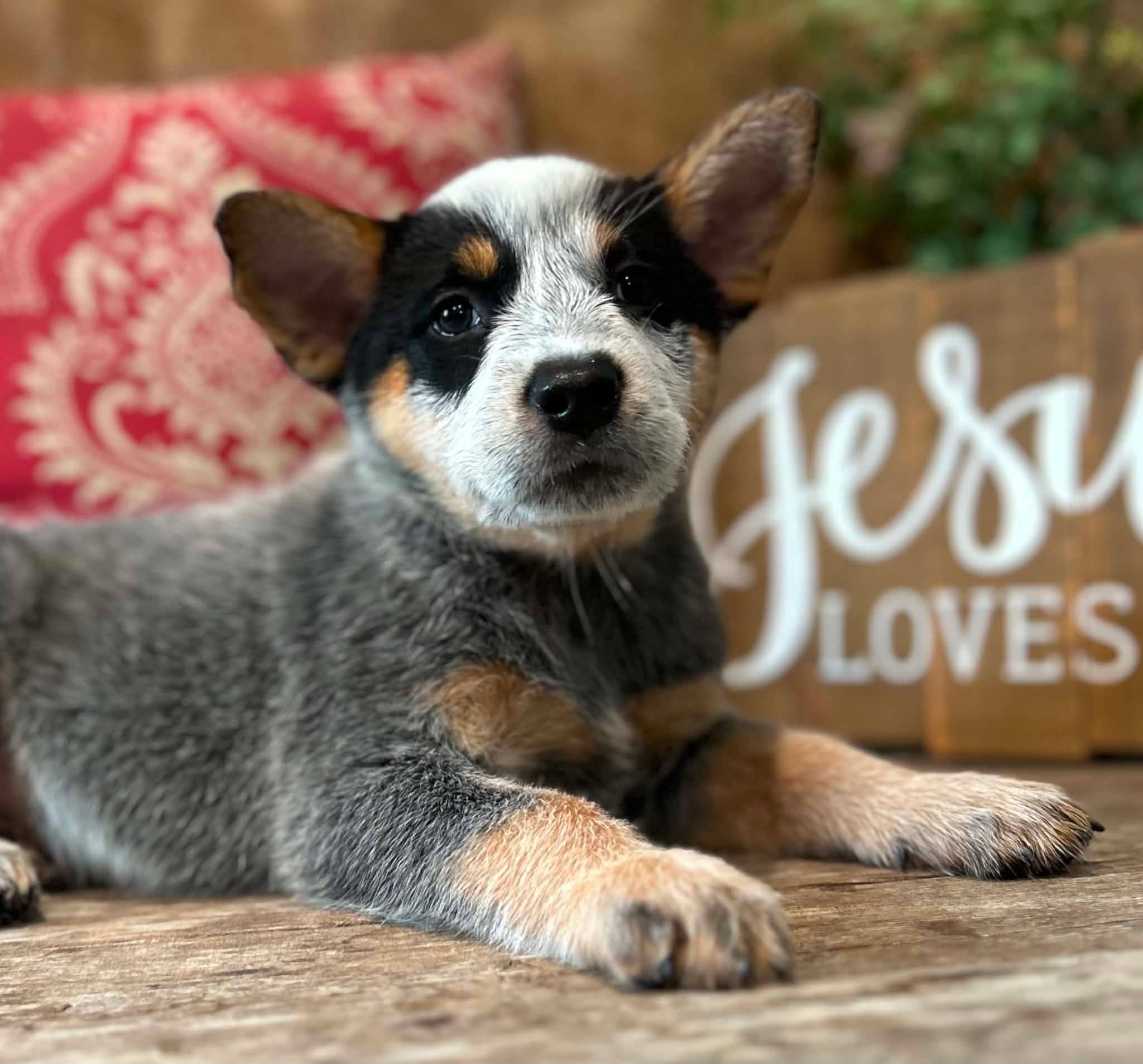Pickles — female ACD puppy