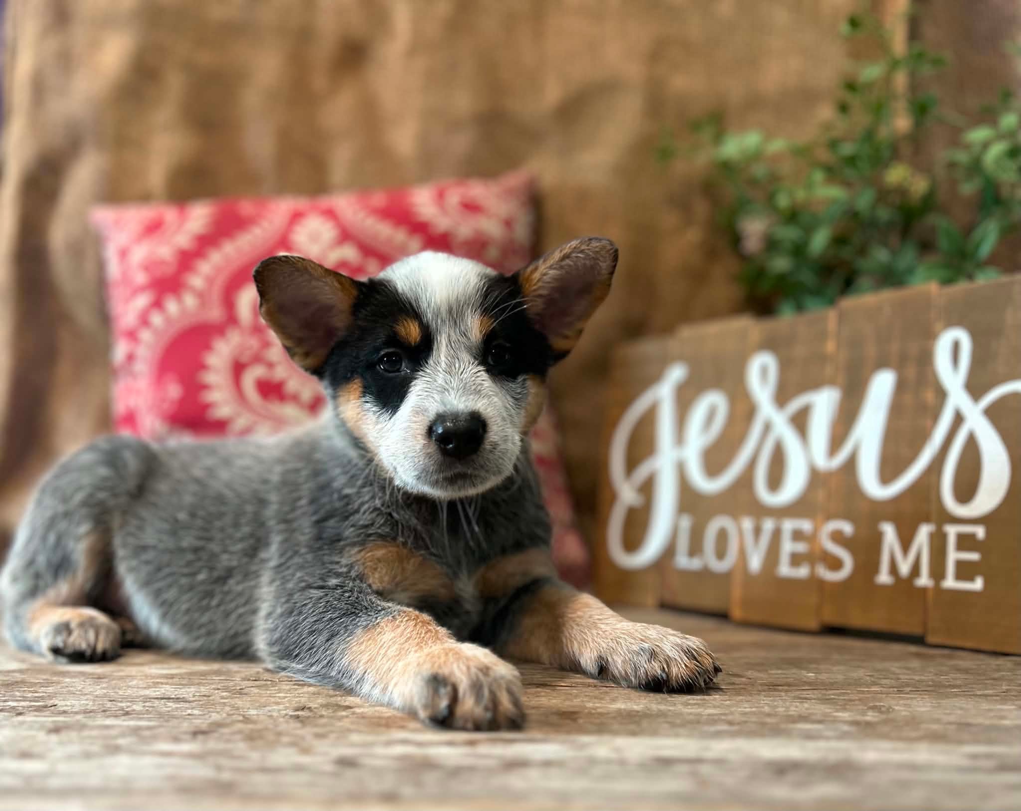 Pickles — female ACD puppy