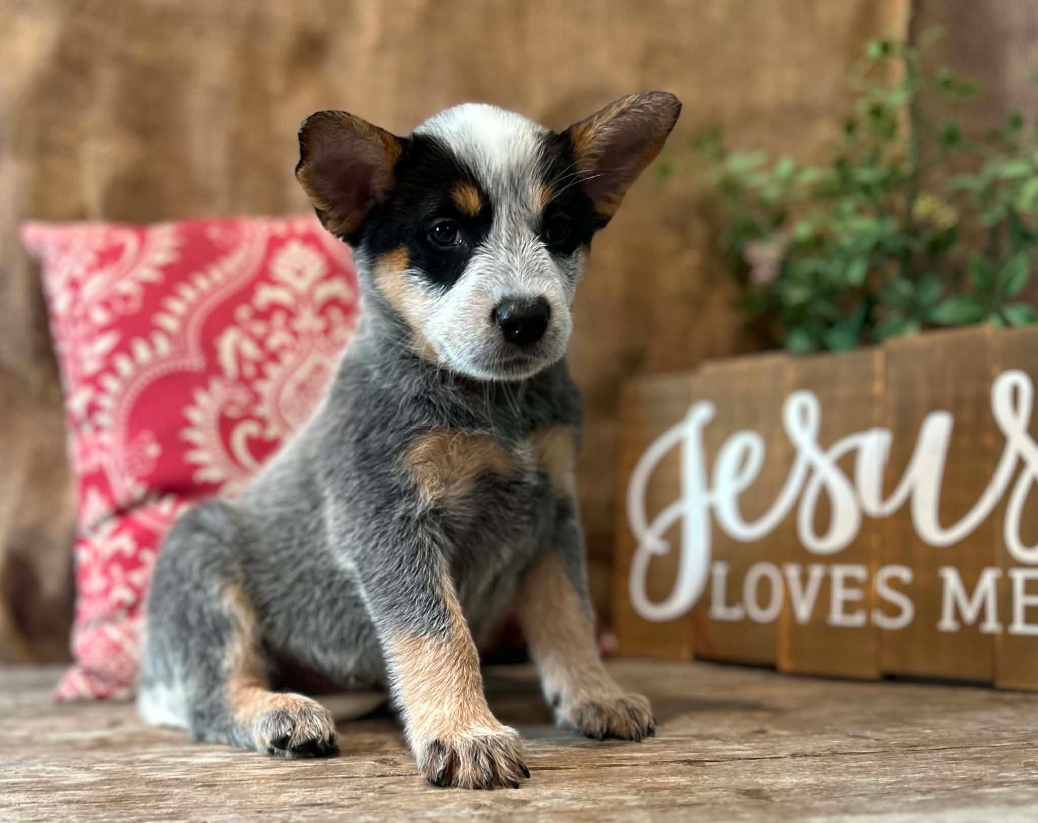 Pickles — female ACD puppy