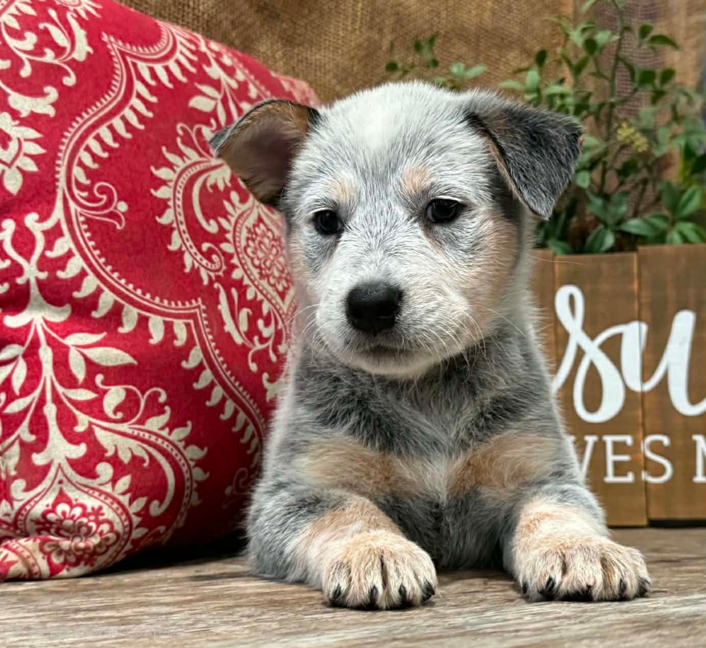 Skipper — male ACD puppy