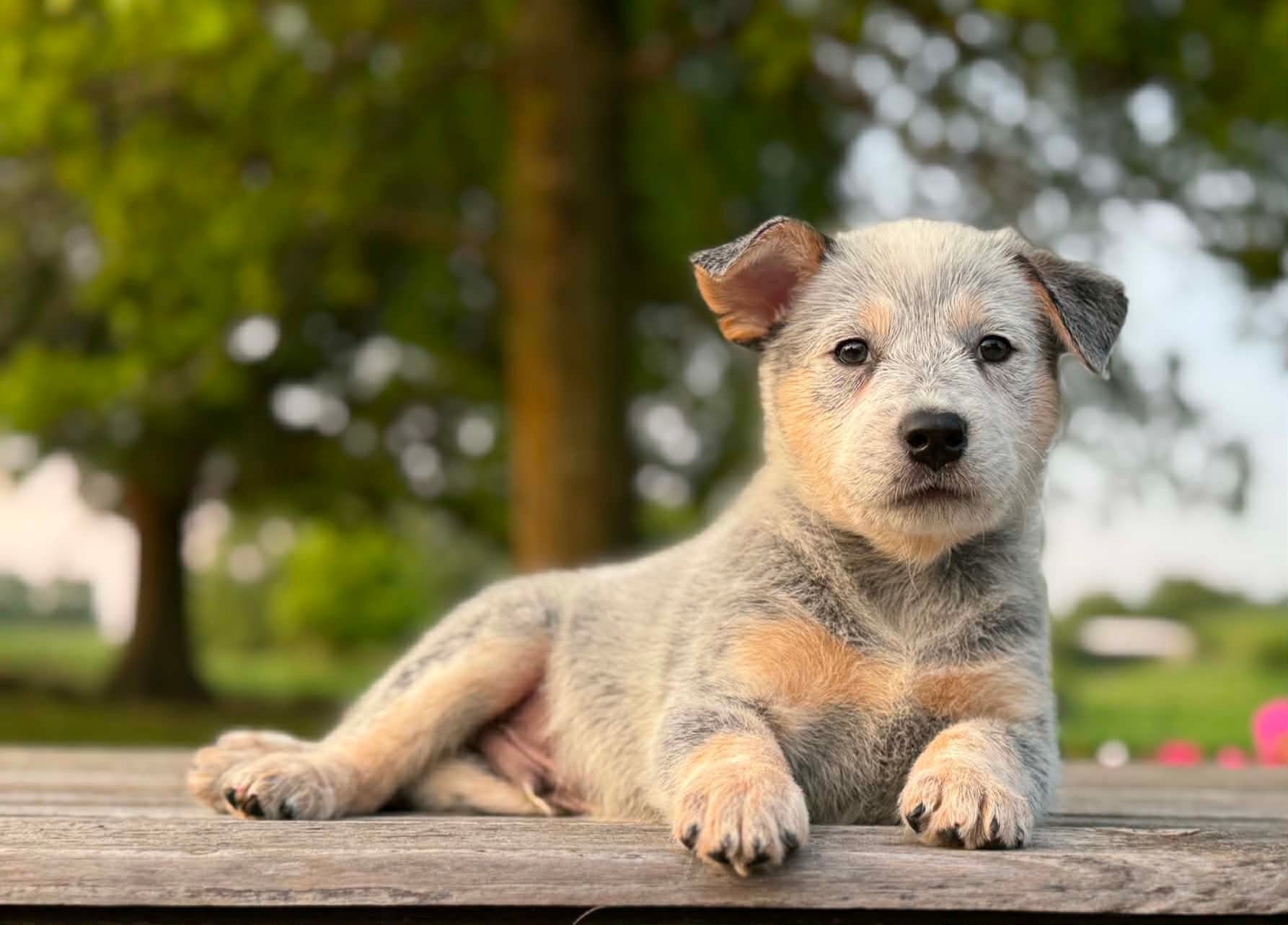 Skipper — male ACD puppy