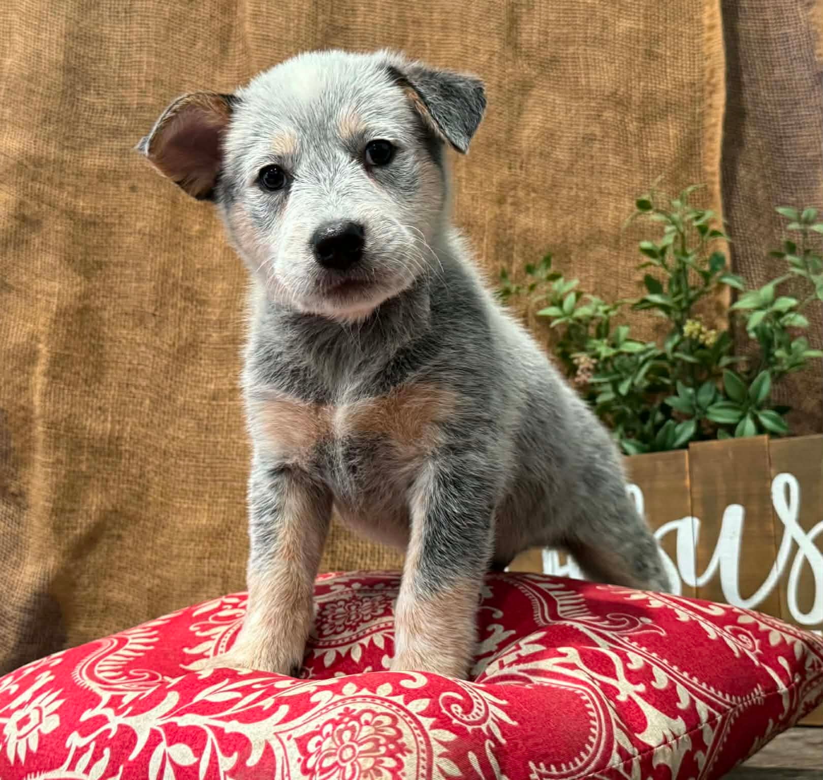 Skipper — male ACD puppy